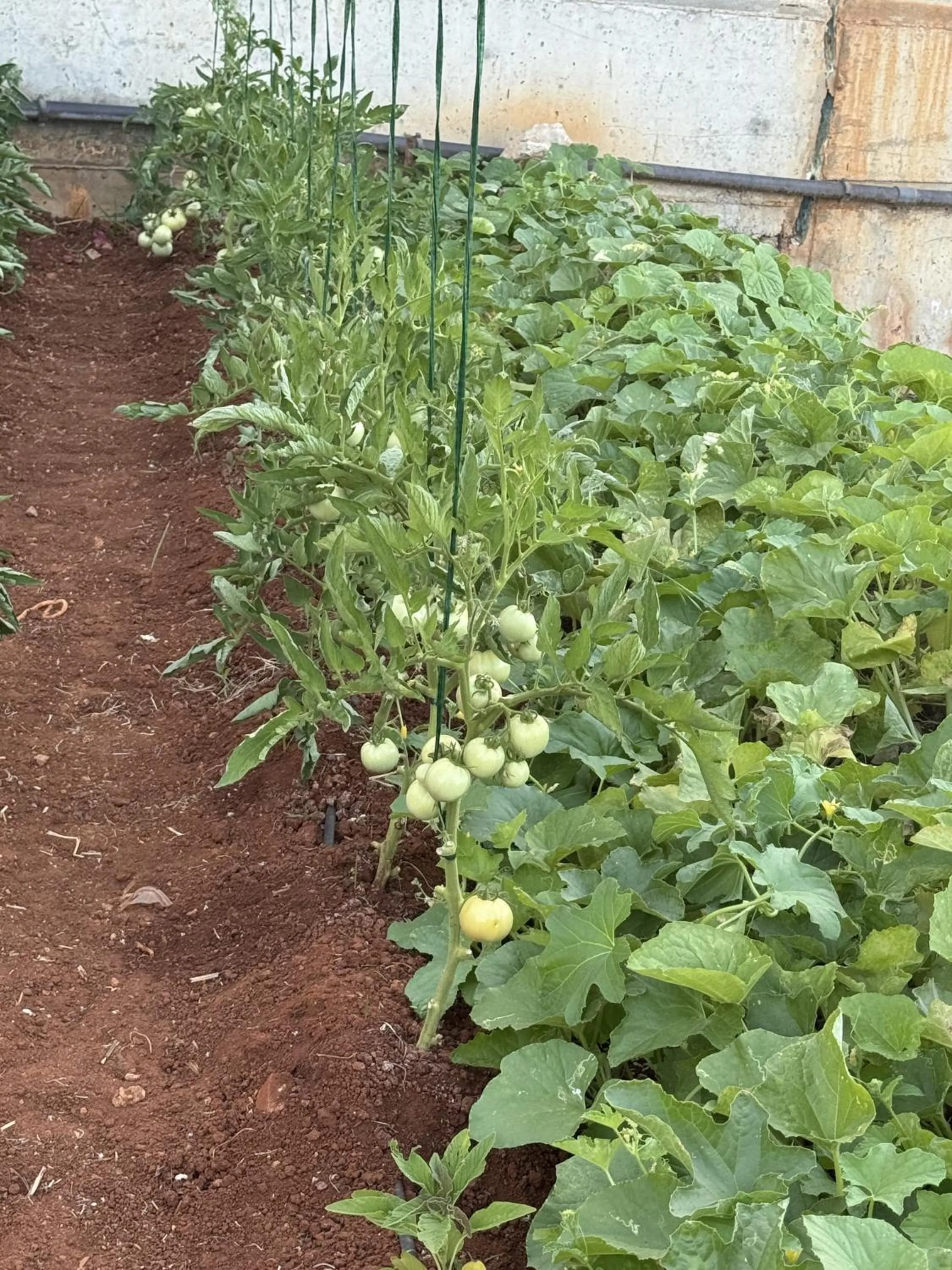 Garden in The Noverian Scenic Crete 5 Star Hilltop Villa Resort & Spa