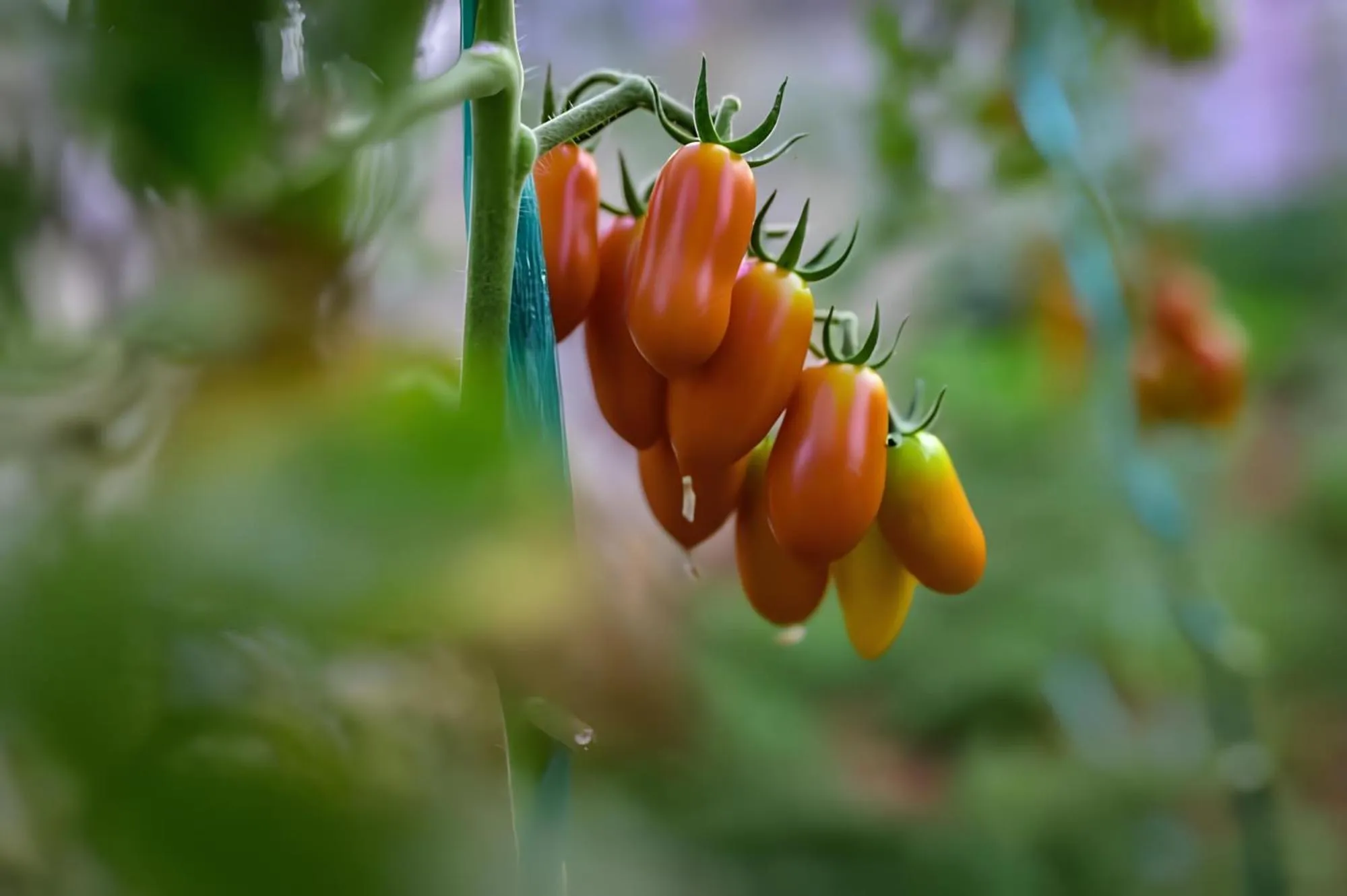 Garden in The Noverian Scenic Crete 5 Star Hilltop Villa Resort & Spa