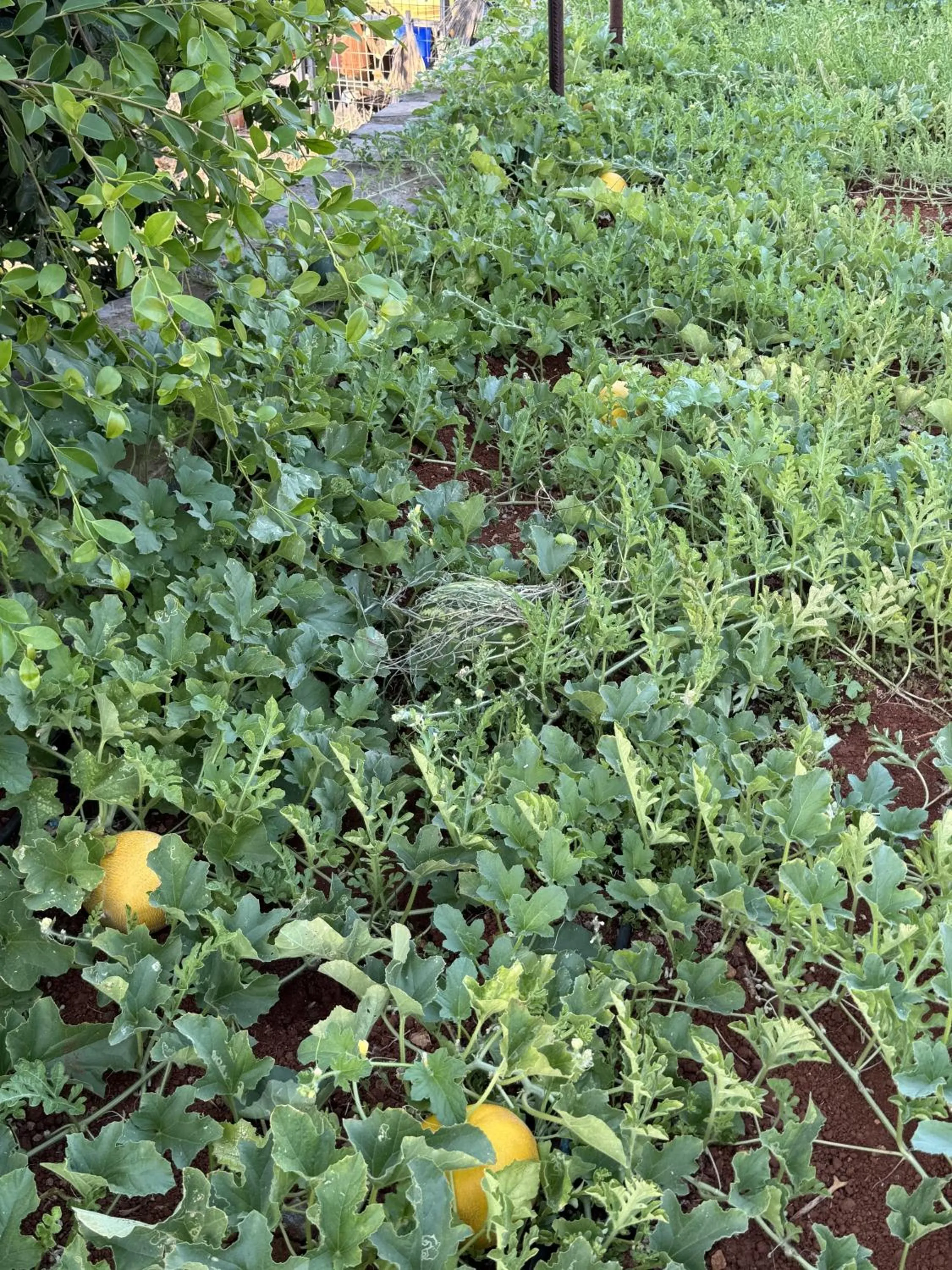 Garden in The Noverian Scenic Crete 5 Star Hilltop Villa Resort & Spa