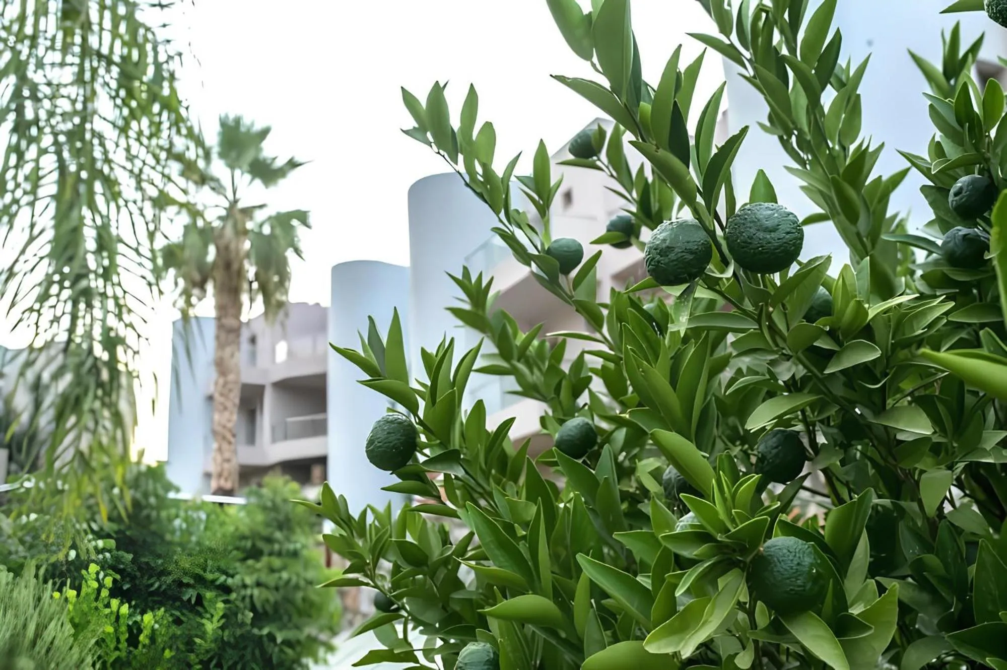 Garden in The Noverian Scenic Crete 5 Star Hilltop Villa Resort & Spa