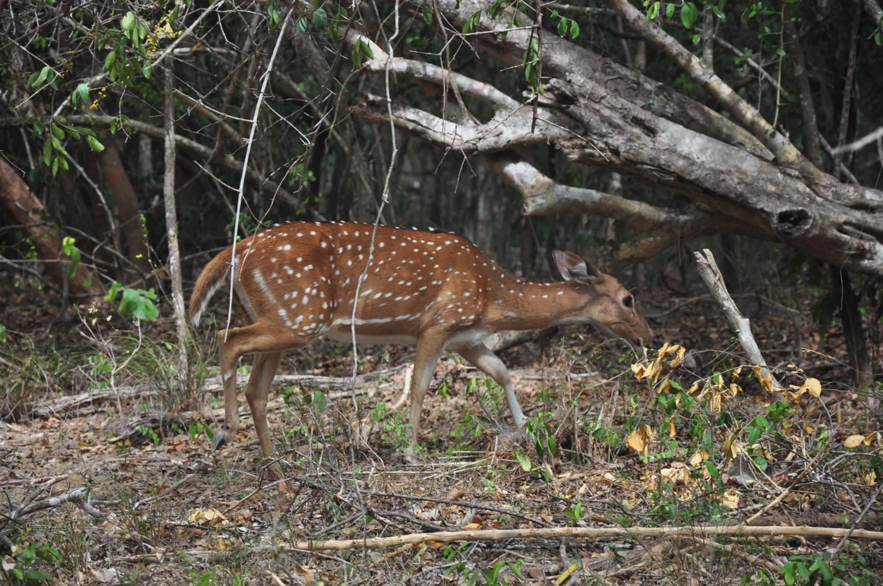 Off site in Shim Beach Resort
