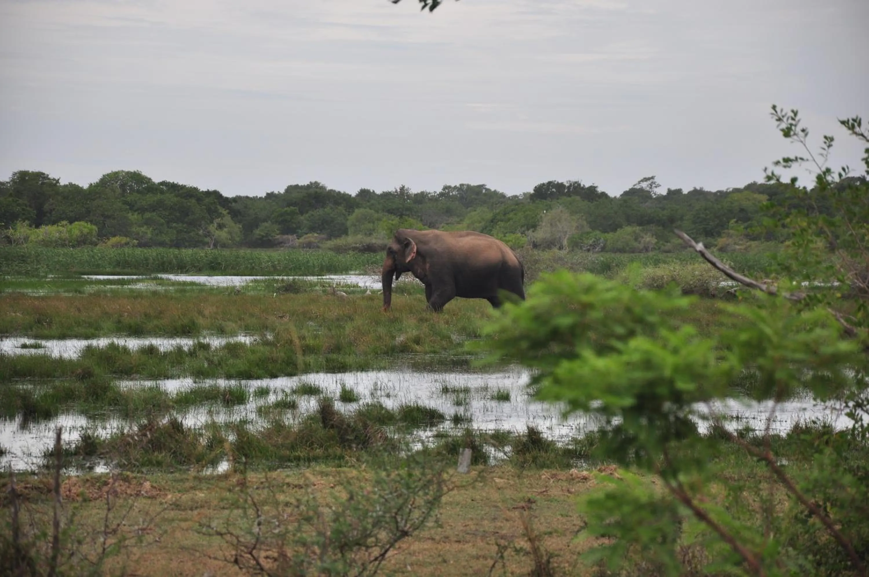 Animals in Shim Beach Resort