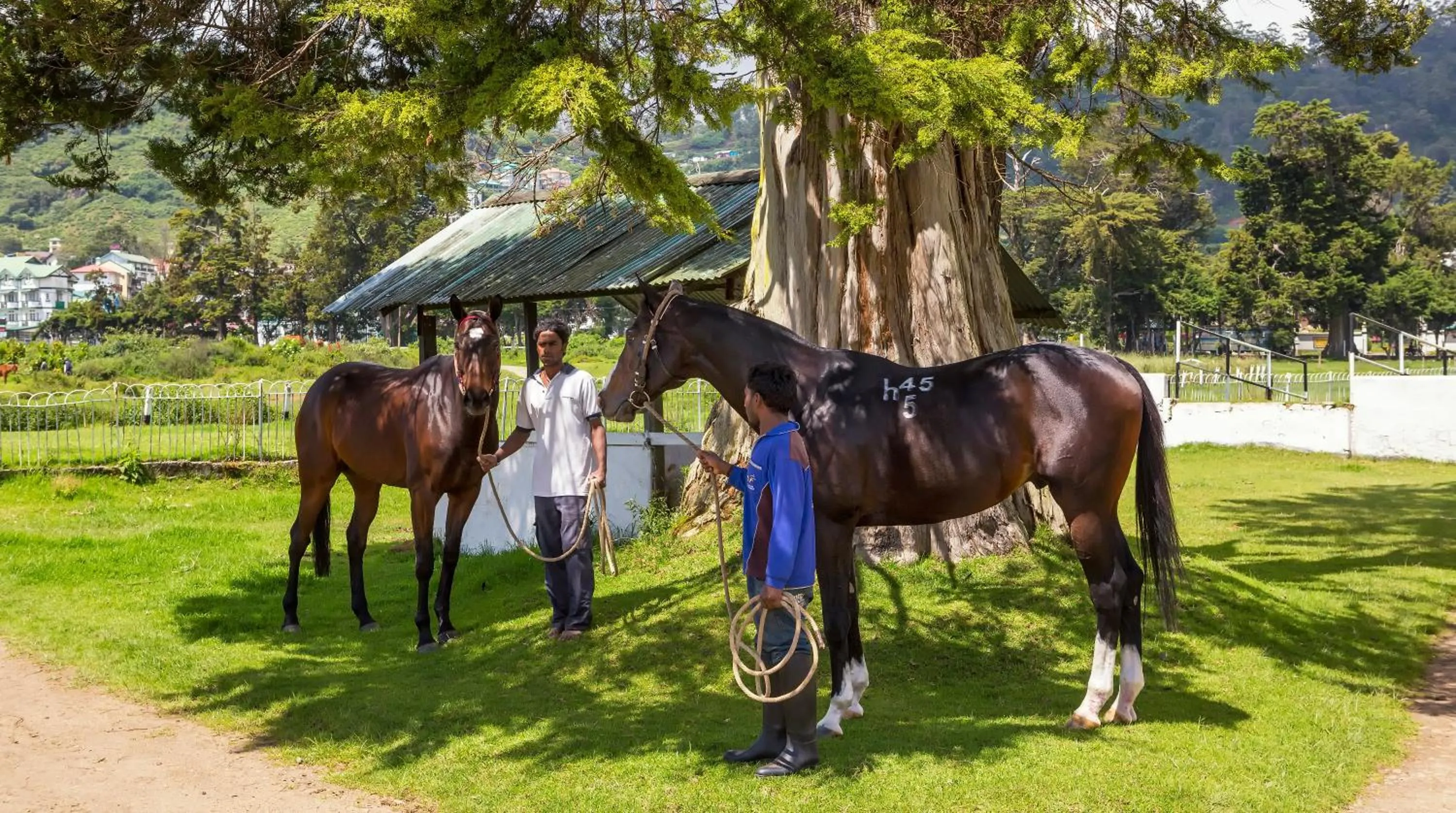 Horse-riding in Hill Rise Luxury Villa & Stables by Edwards Collection - Nuwara Eliya