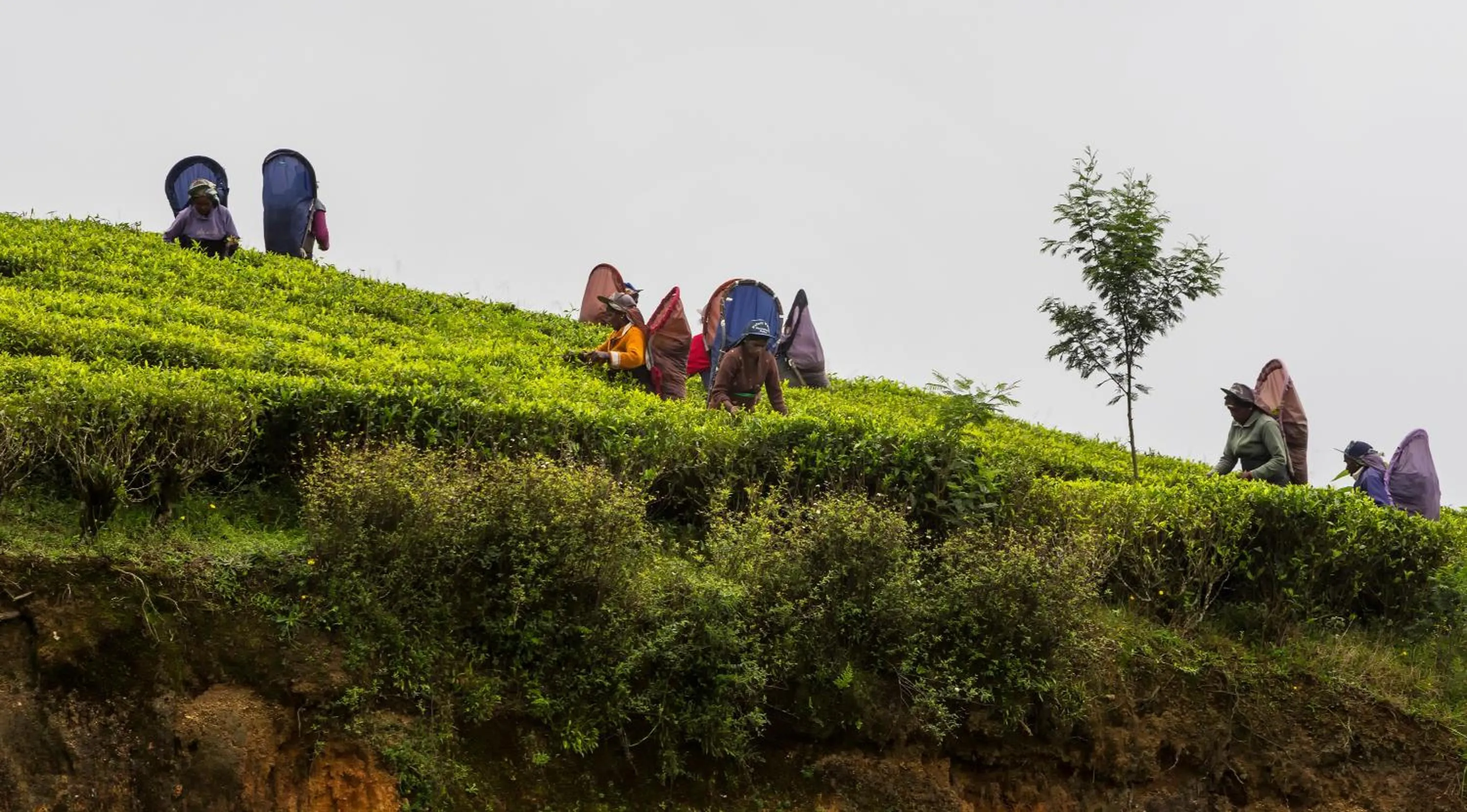 Off site in Hill Rise Luxury Villa & Stables by Edwards Collection - Nuwara Eliya