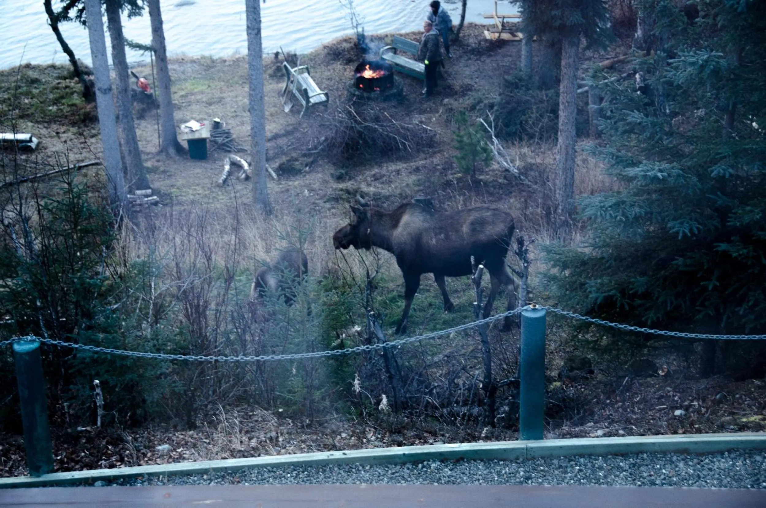 Animals in Eagle's Eye Vacation Rentals