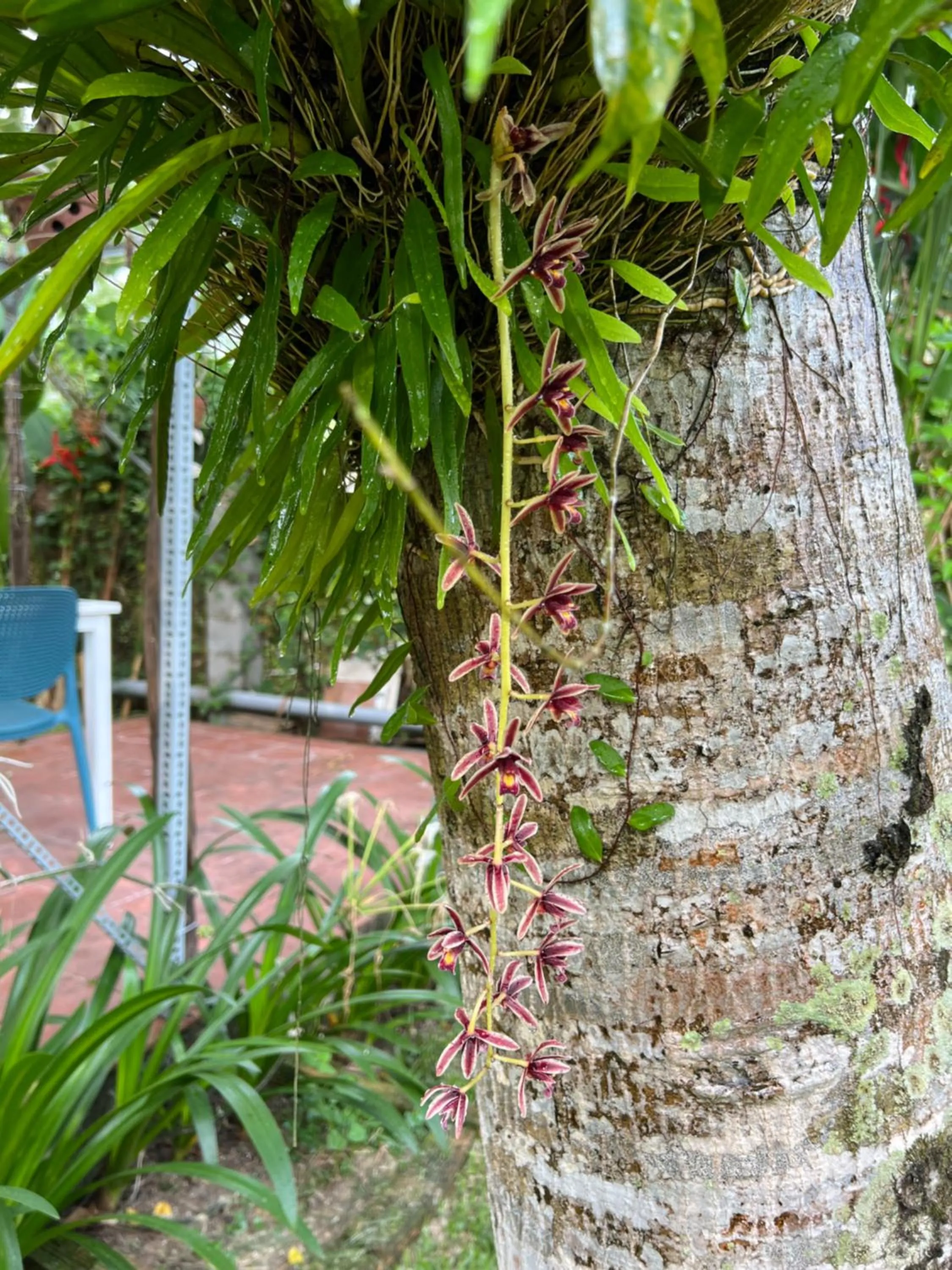 Spring in Tropical Garden Phu Quoc