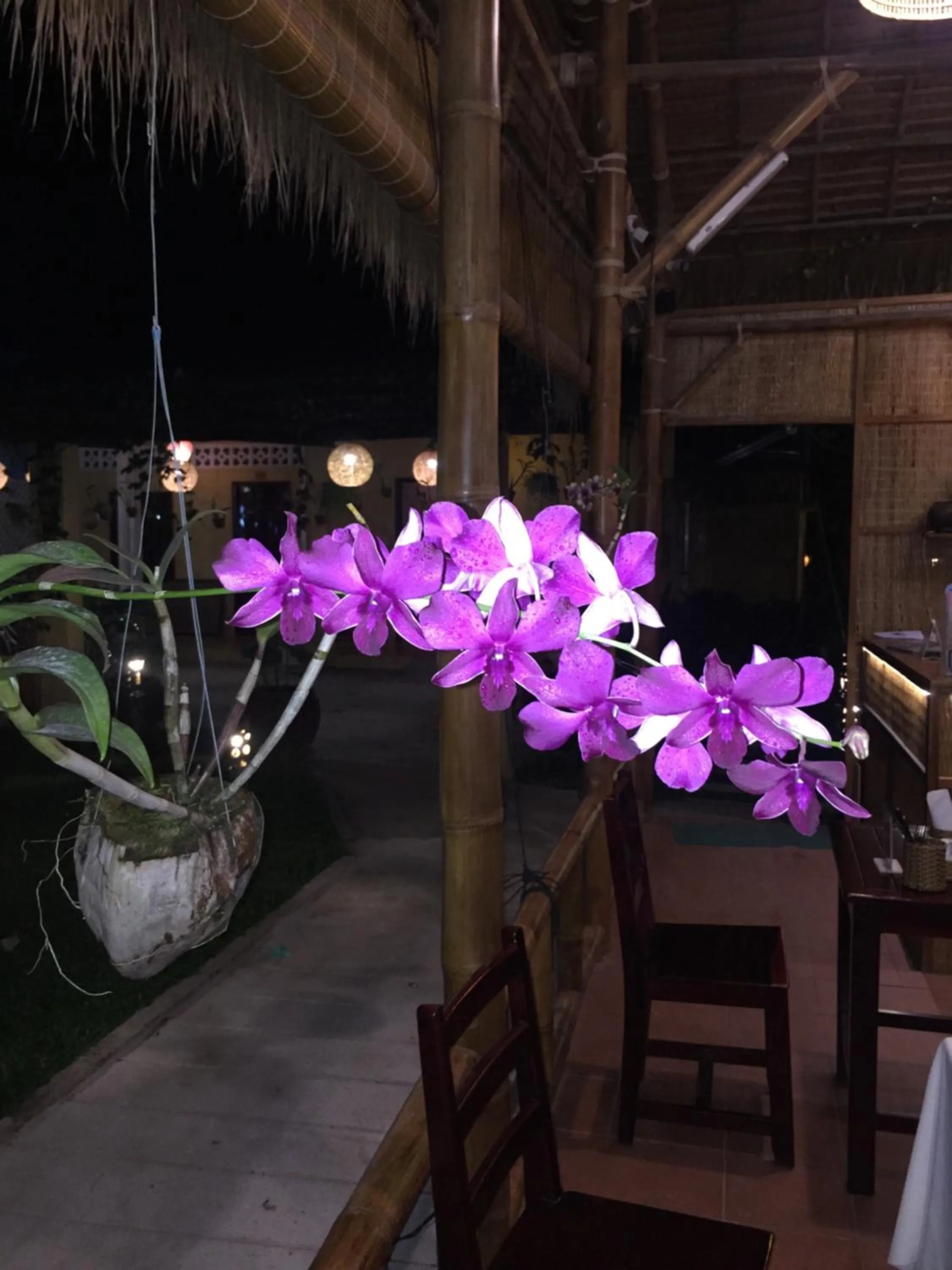 Night in Tropical Garden Phu Quoc