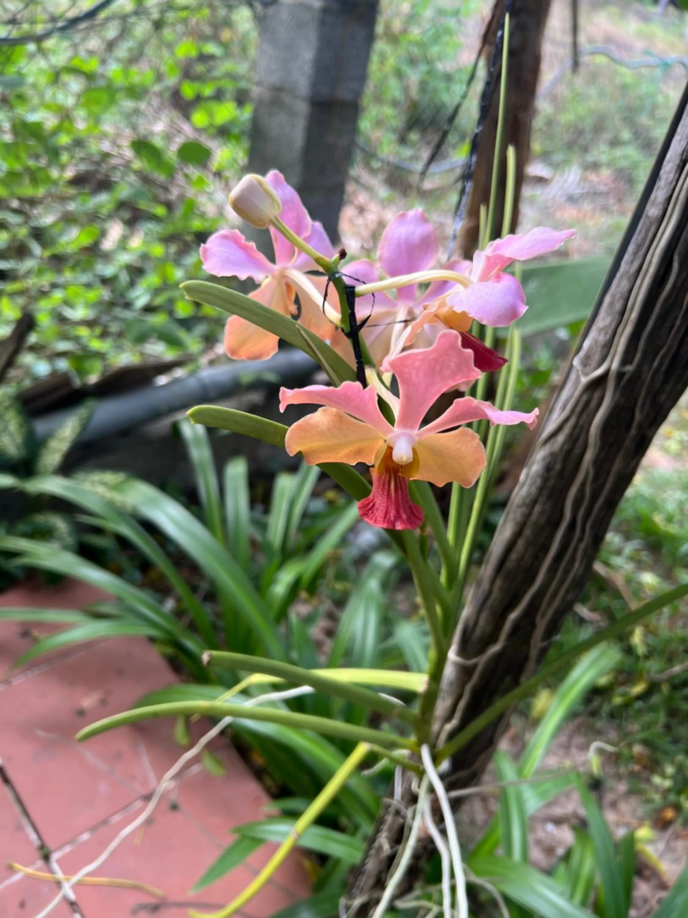 Spring in Tropical Garden Phu Quoc