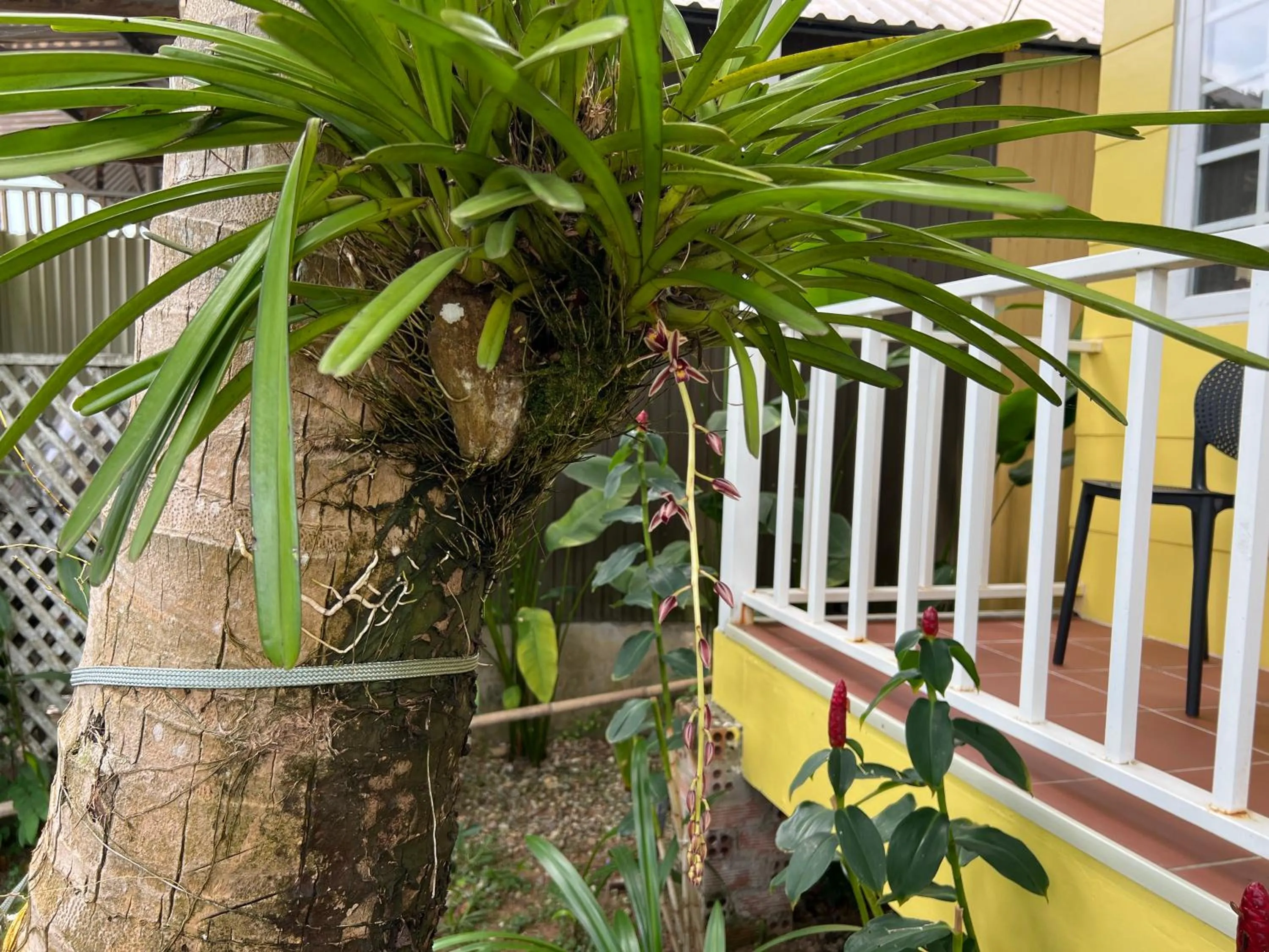 Spring in Tropical Garden Phu Quoc
