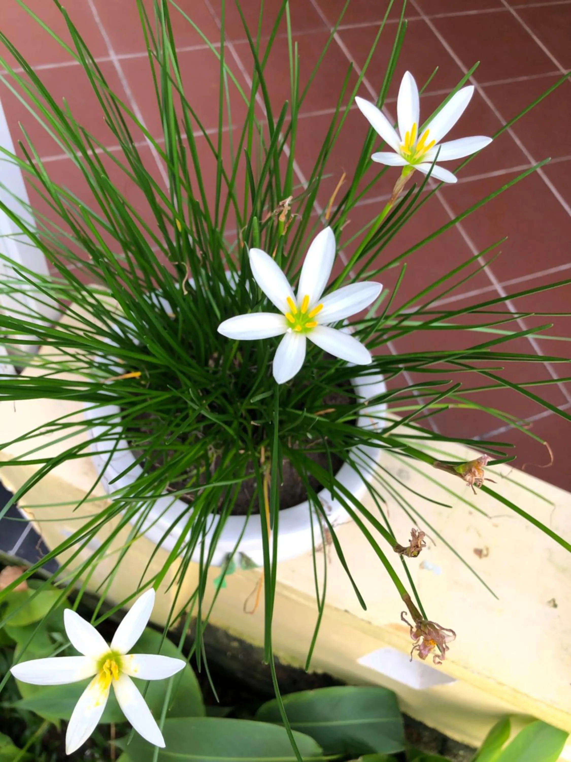 Natural landscape in Tropical Garden Phu Quoc