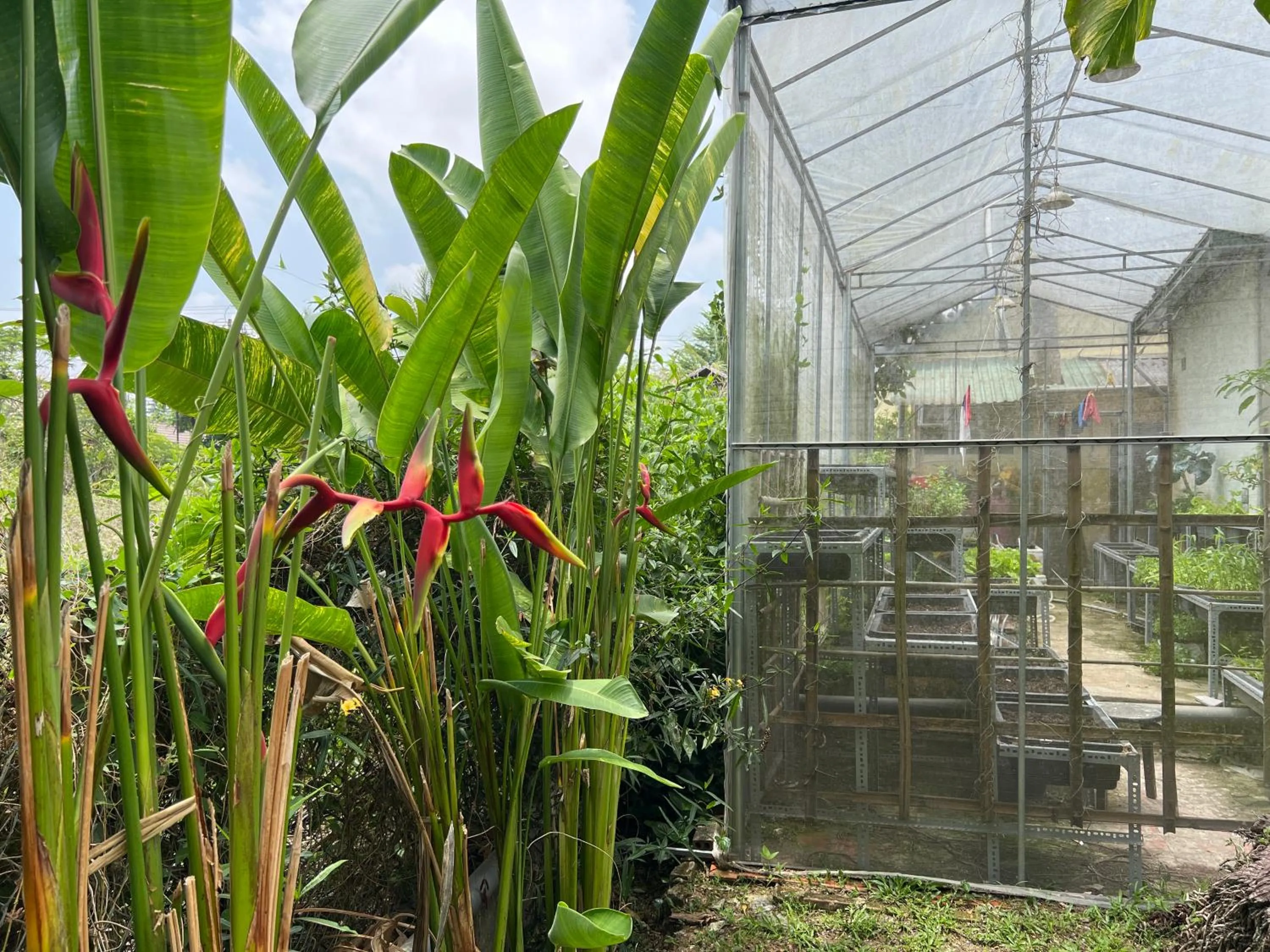 Spring in Tropical Garden Phu Quoc