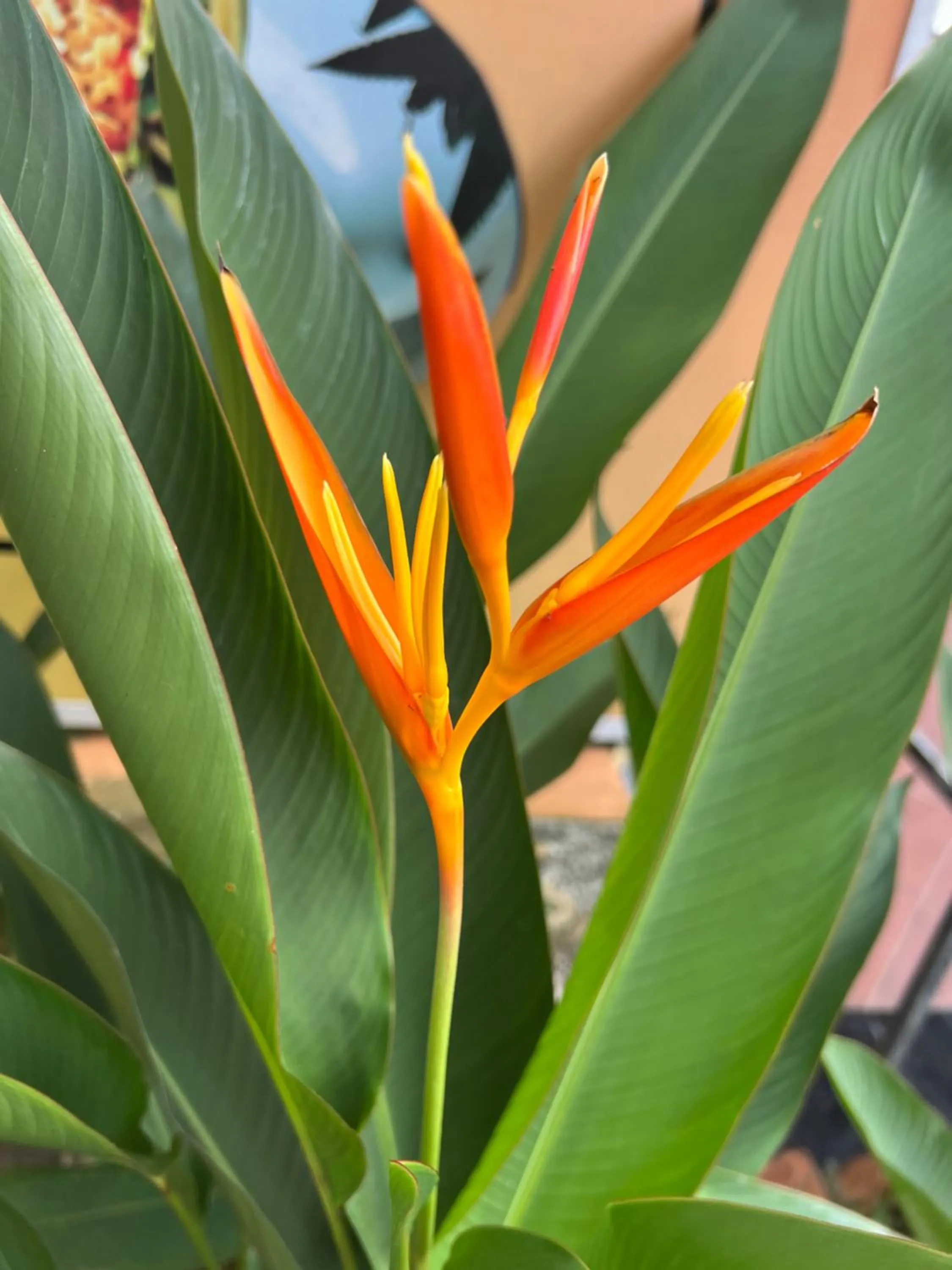 Spring in Tropical Garden Phu Quoc