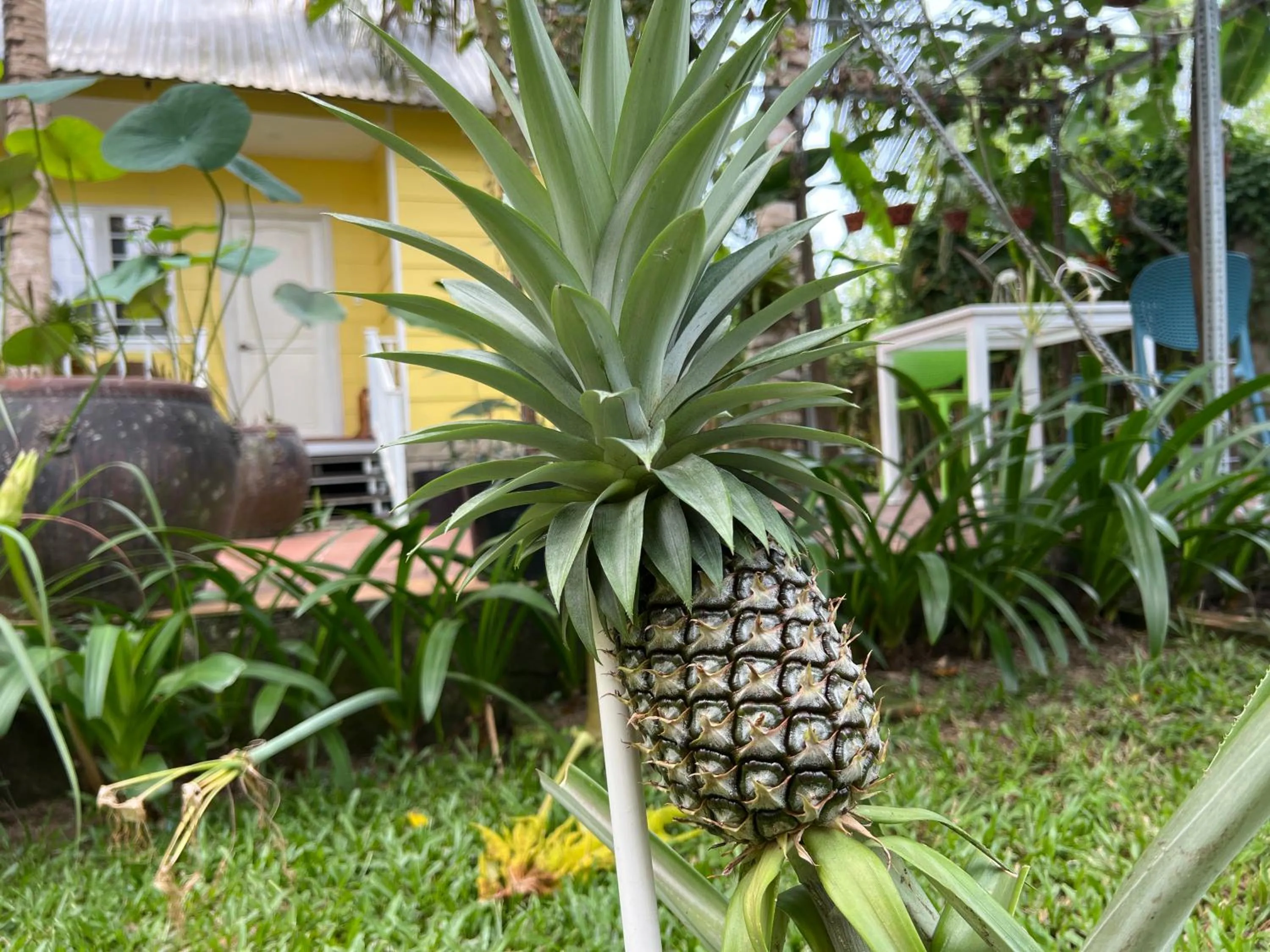 Spring in Tropical Garden Phu Quoc