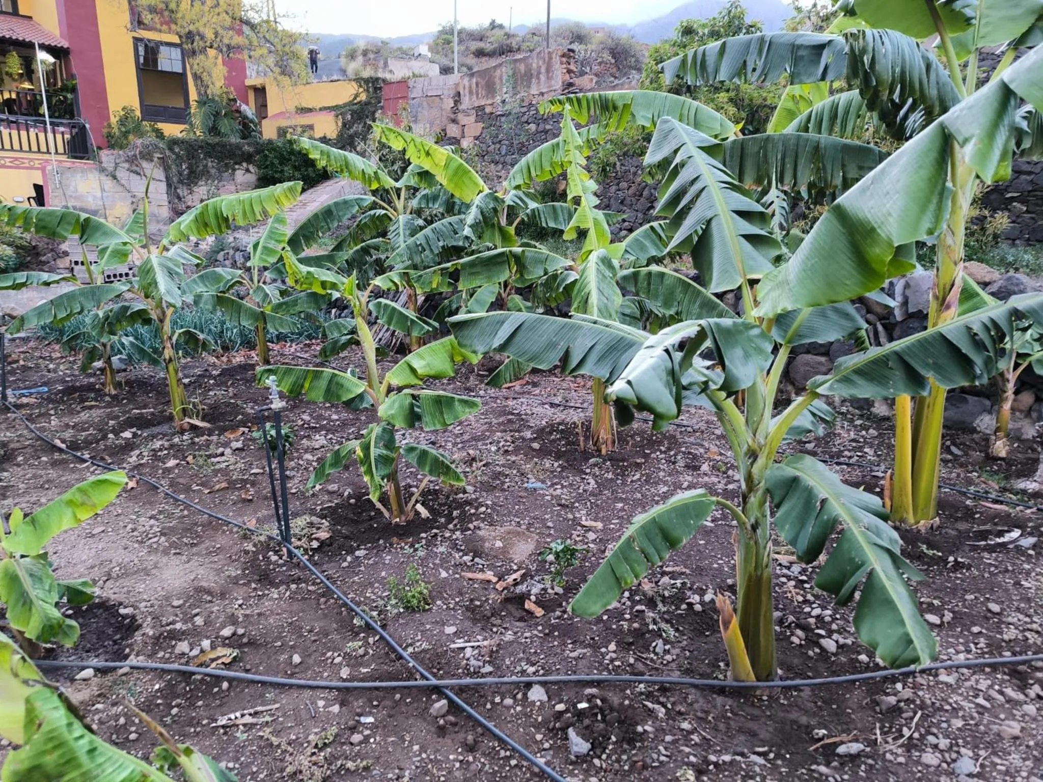 Garden in Hotel Rural La Raya 1866