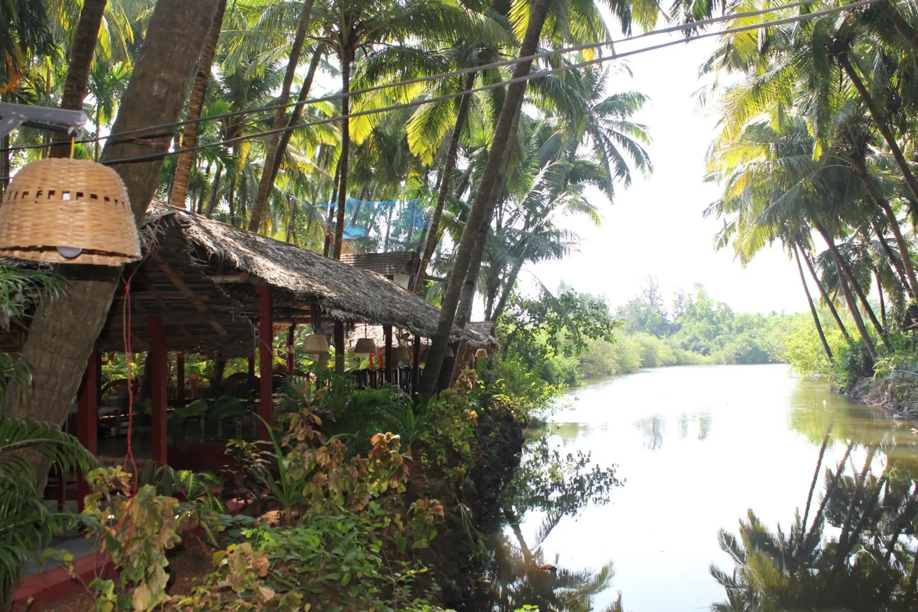 Palm Trees Ayurvedic Heritage Palm Trees Ayurvedic Heritage