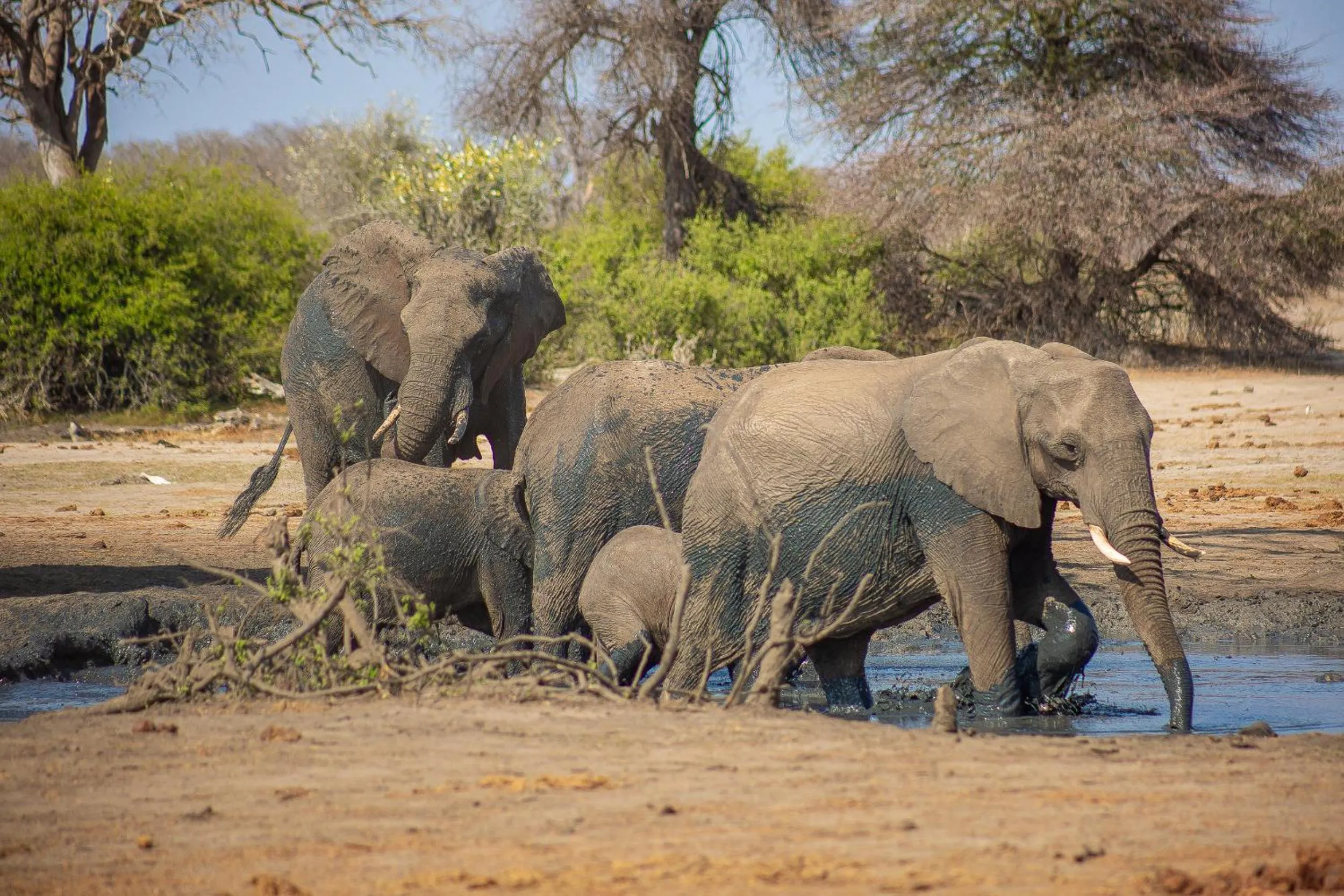 Animals in Hwange Safari Lodge