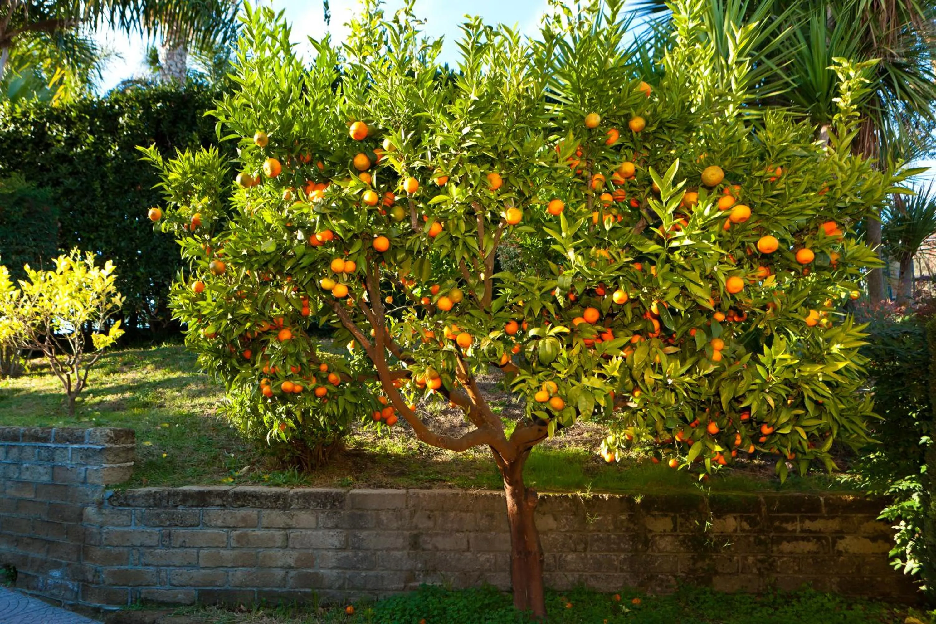 Garden in Aquilamaior