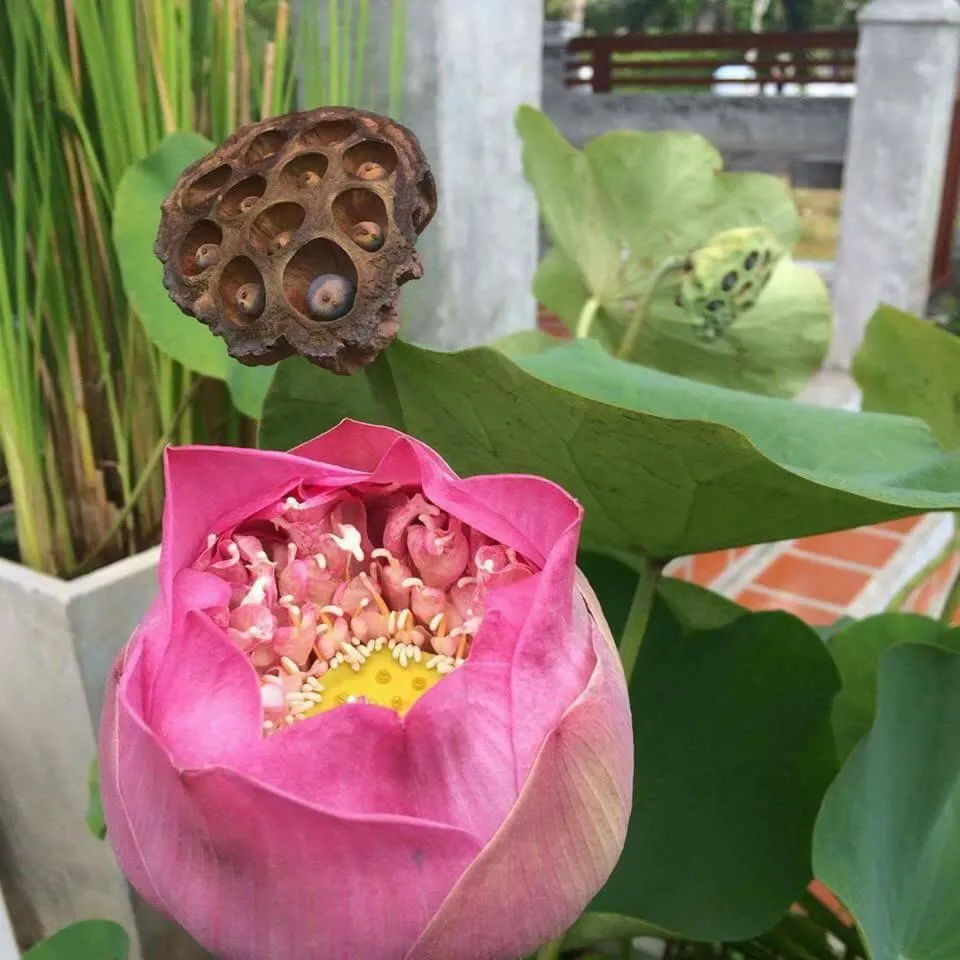 Arthaya Villas - SHA Extra Plus