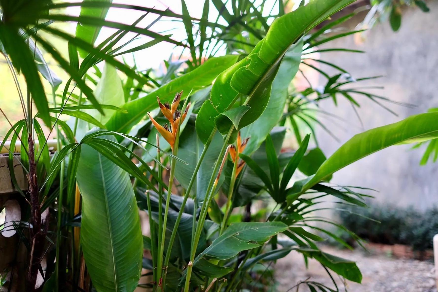 Garden in Kittawan Home&Gallery