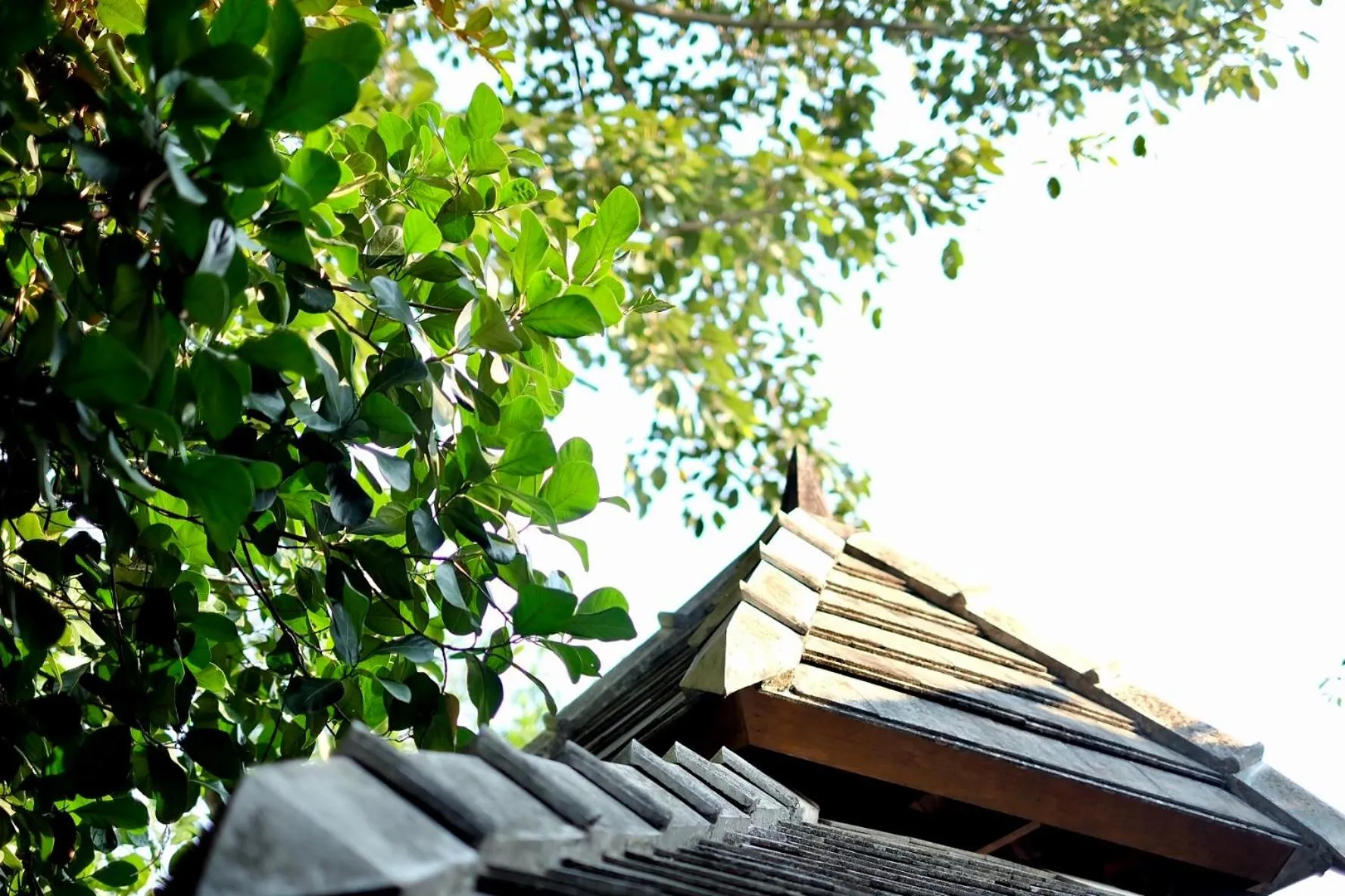 Garden in Kittawan Home&Gallery