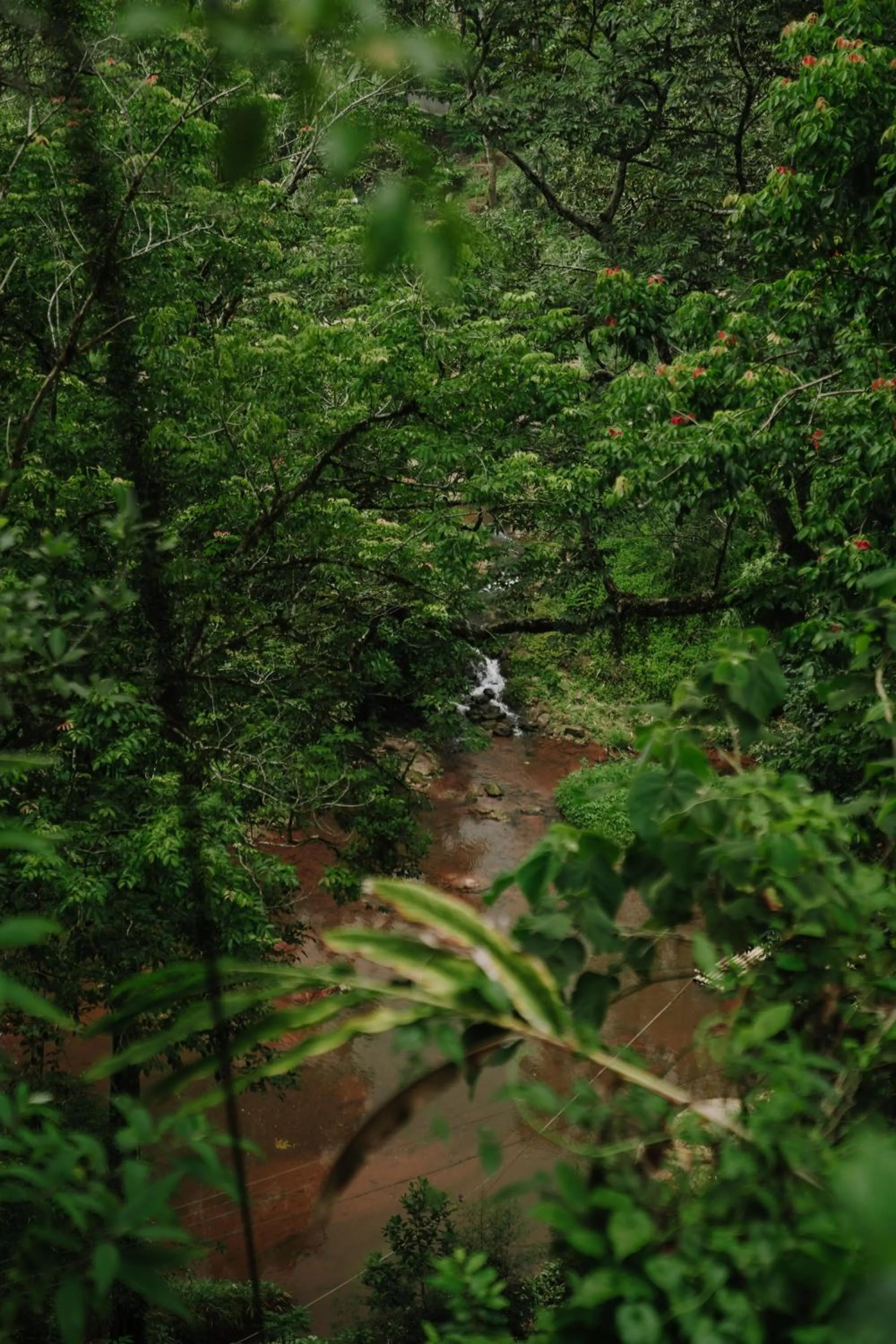 Spring in Ela Ecoland Nature Retreat