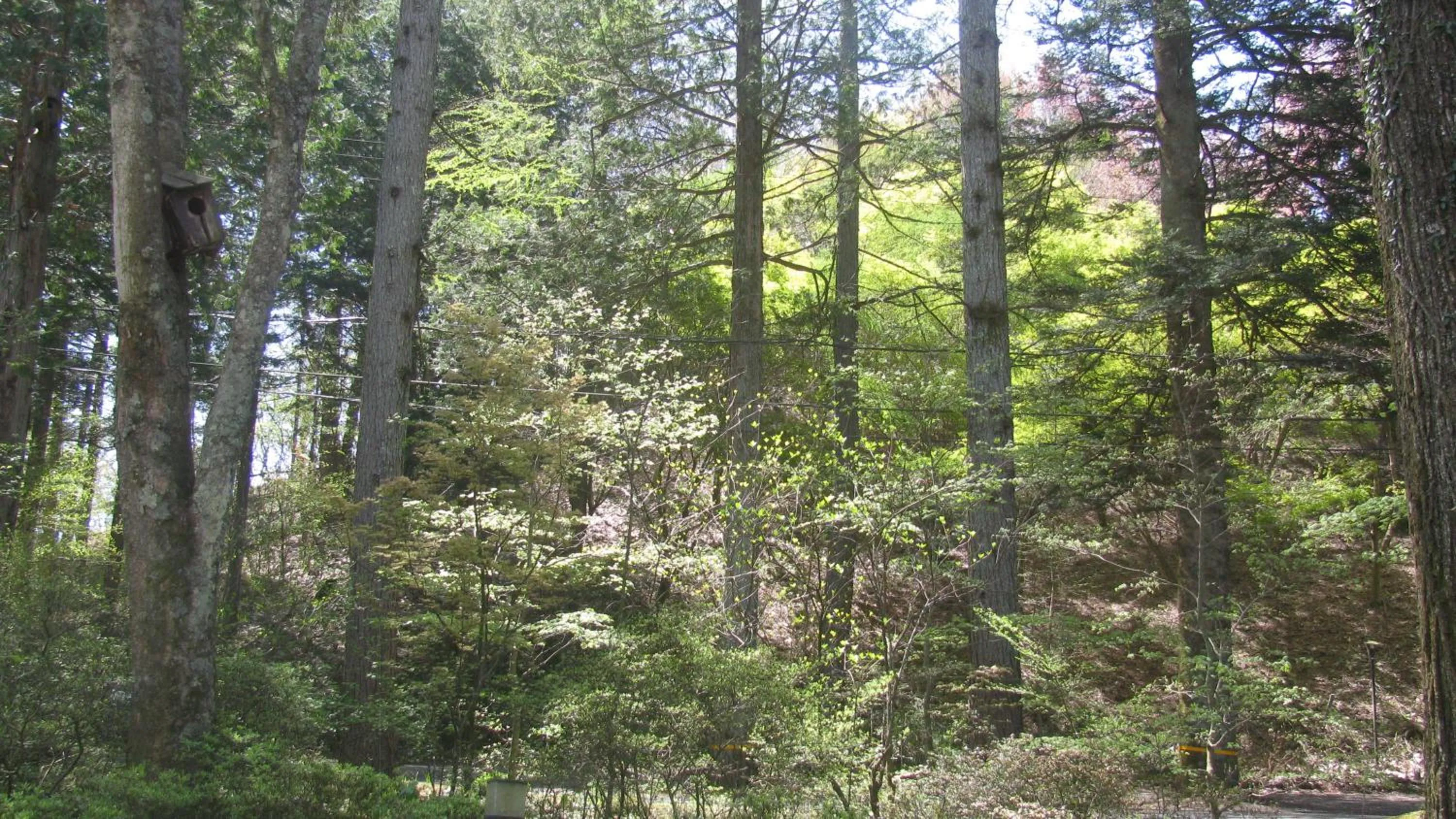 La Forest De Nome Karuizawa