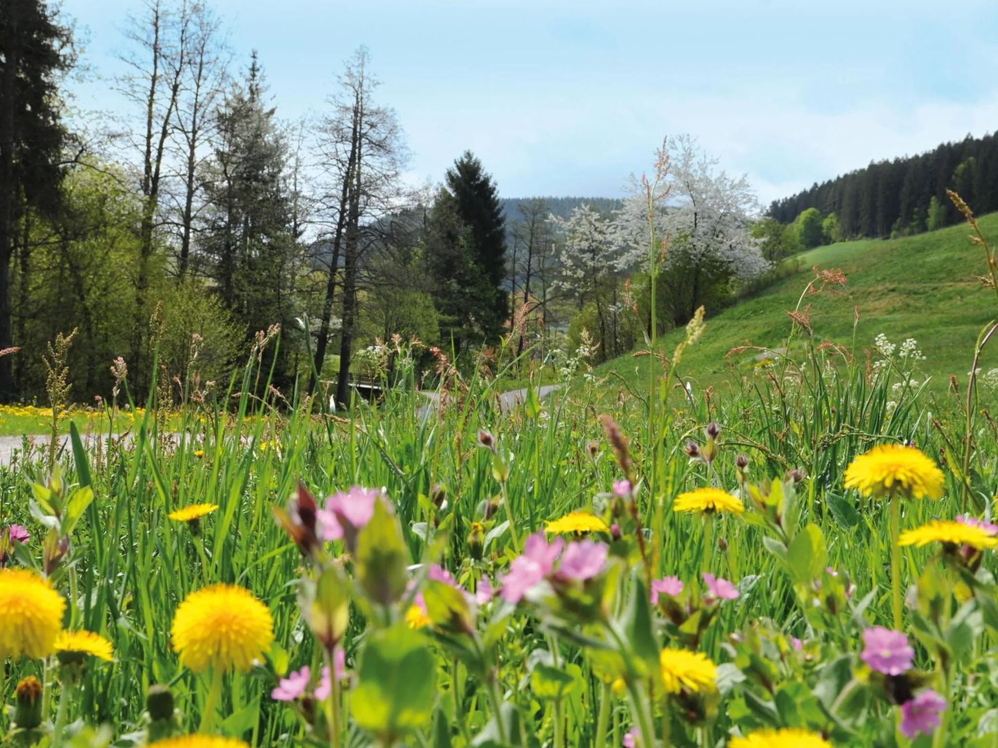 Natural landscape in Hotel Waldlust