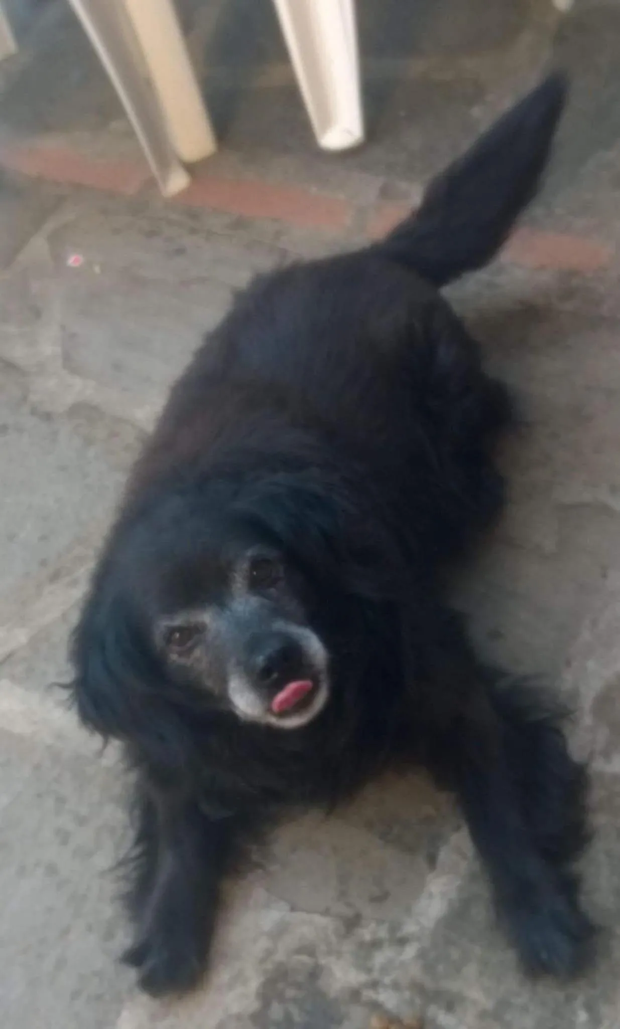 Pets in B&B Borgo Valagnesi casa Annarita