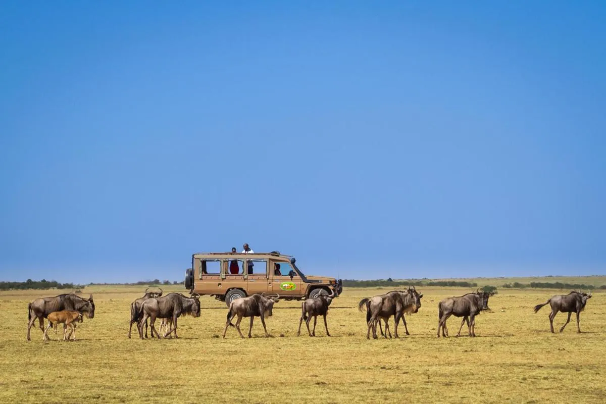 Animals in Mara Leisure Camp