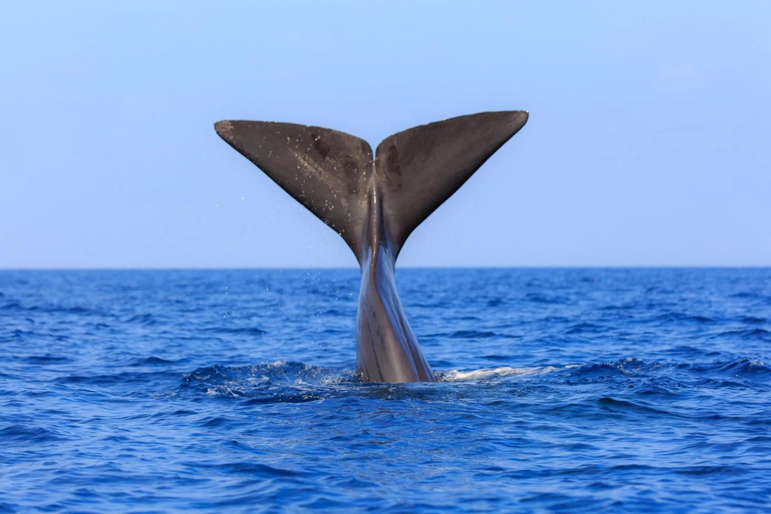 Activities in Atara Lagoon Kalpitiya