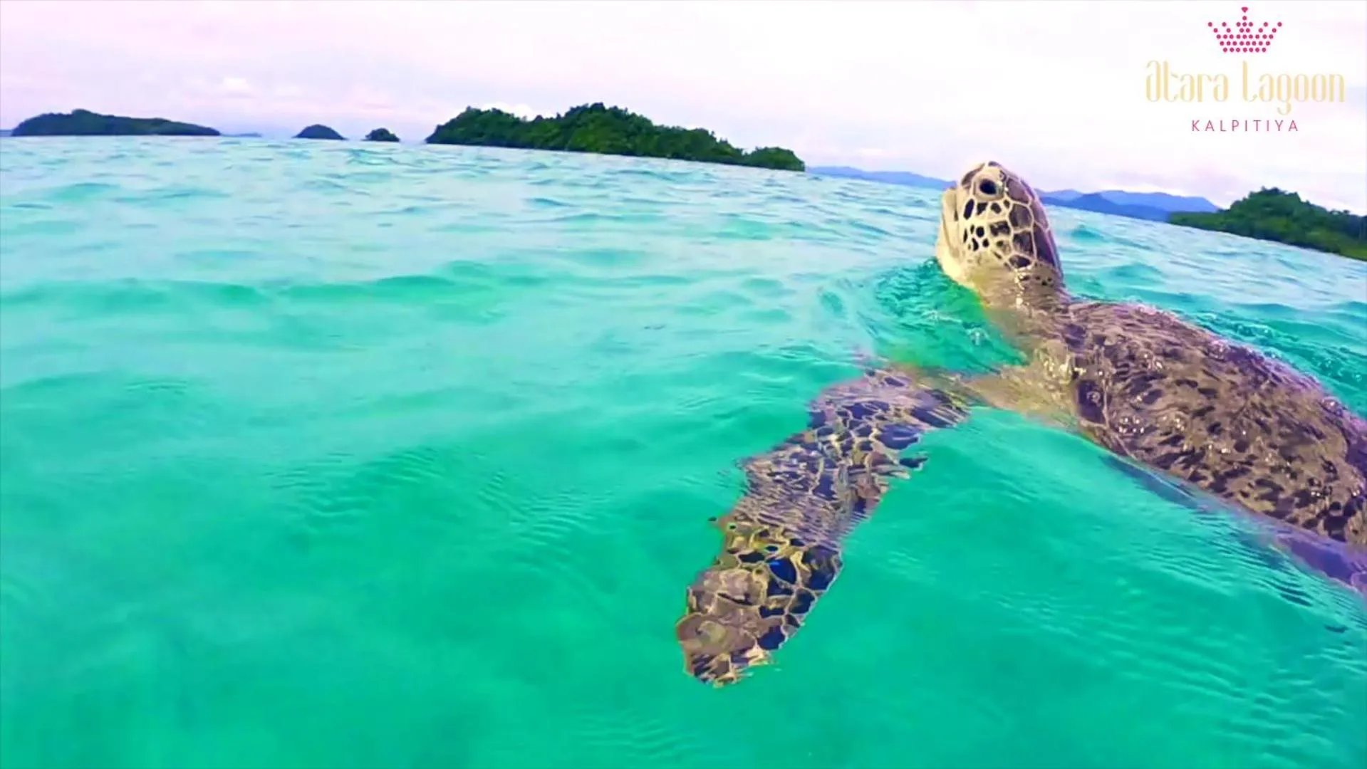 Snorkeling in Atara Lagoon Kalpitiya