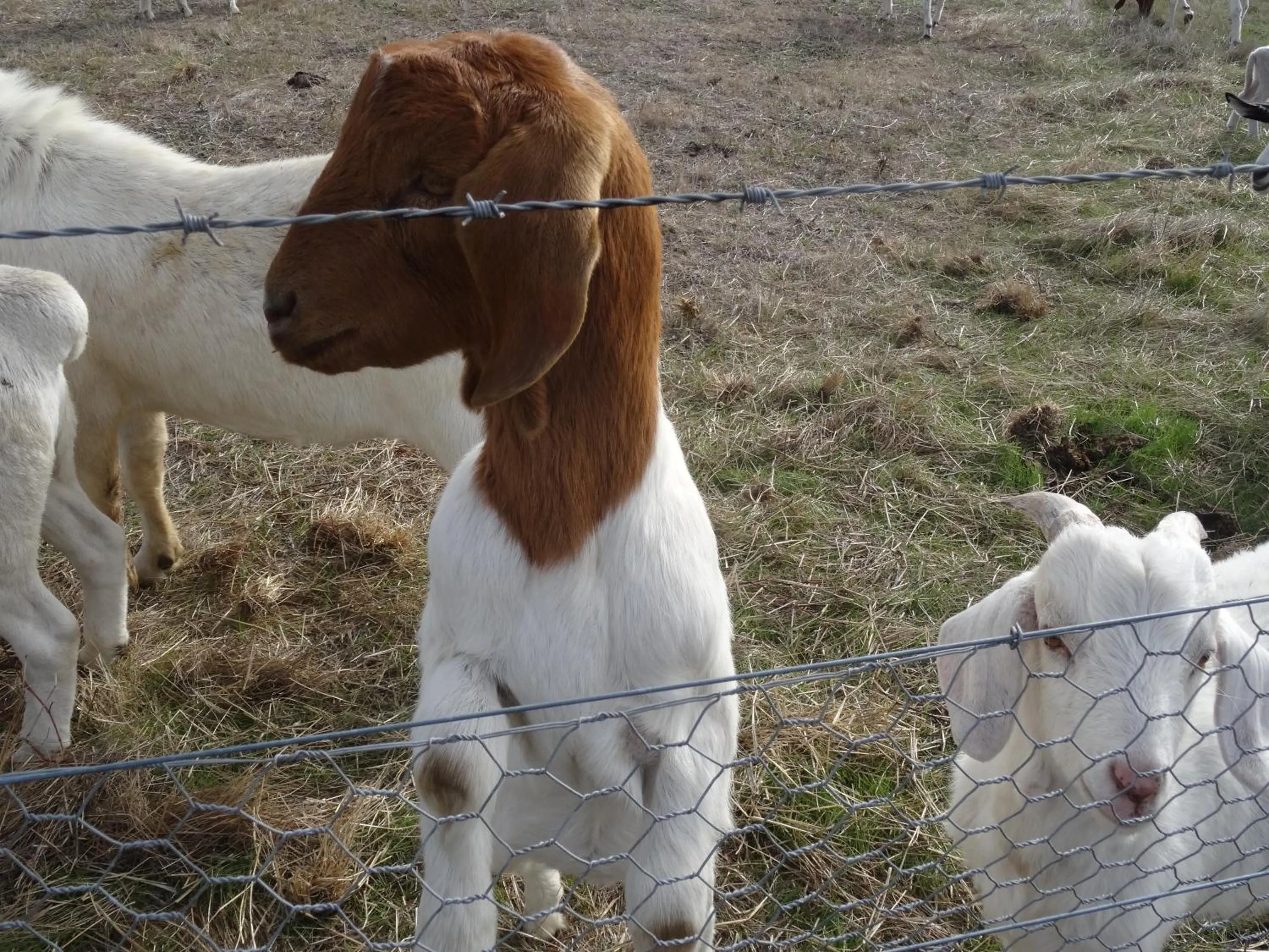 Animals in The Oxley Estate