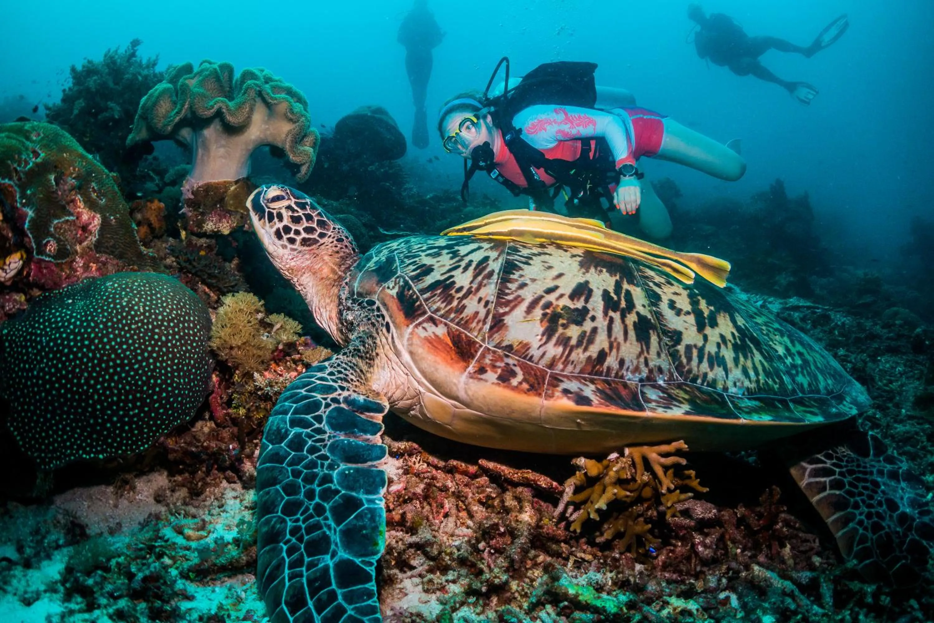 Diving in Scuba Republic Beach Bungalows