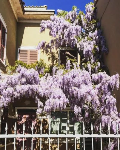 B&B Glicine