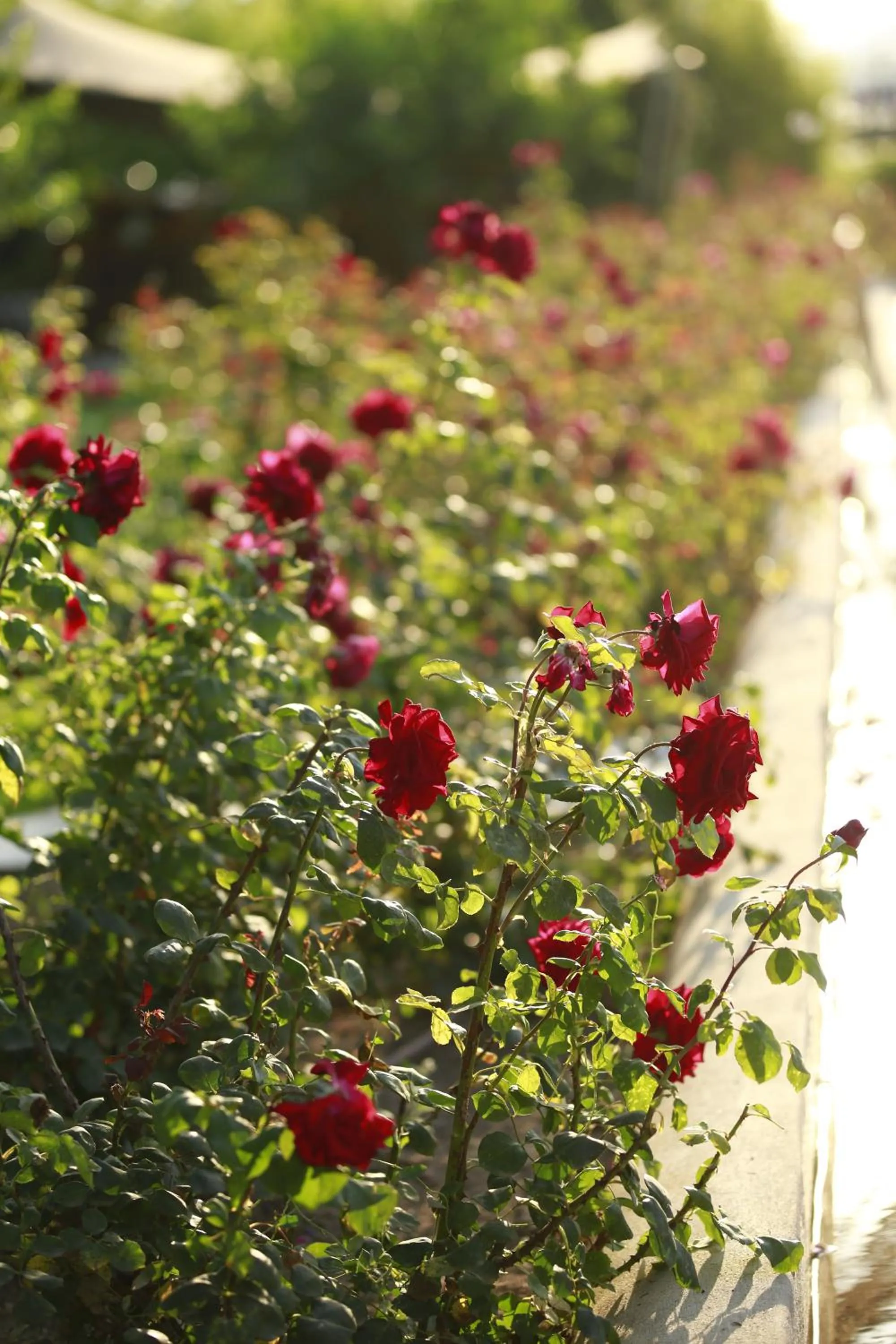 Garden in Hotel Rural Xereca