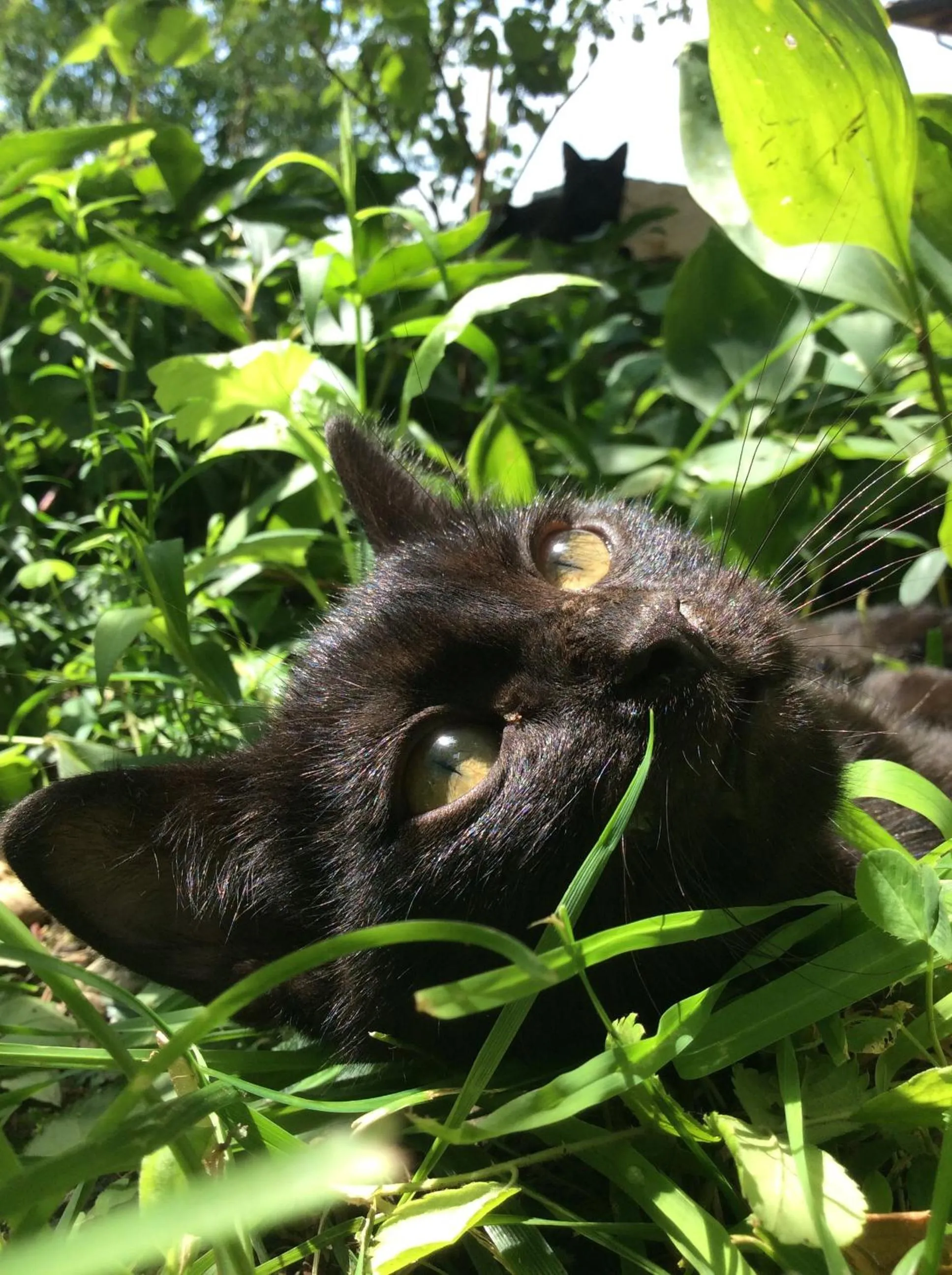 Pets in B&B Locus Amoenus