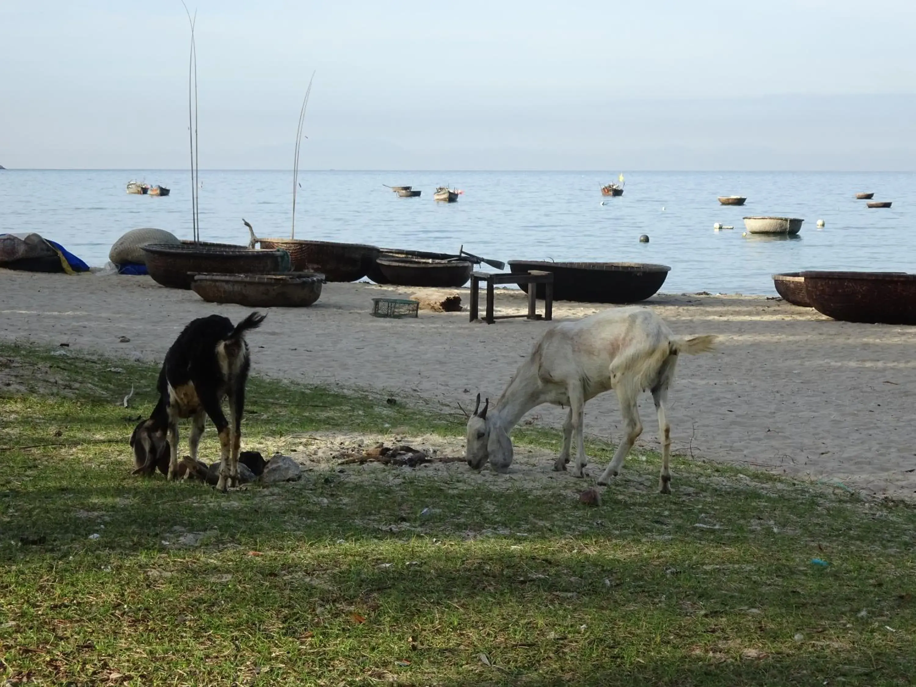 Double Room with Shared Bathroom - single occupancy in Cham Island Smiles Homestay Double Room with Shared Bathroom - single occupancy in Cham Island Smiles Homestay