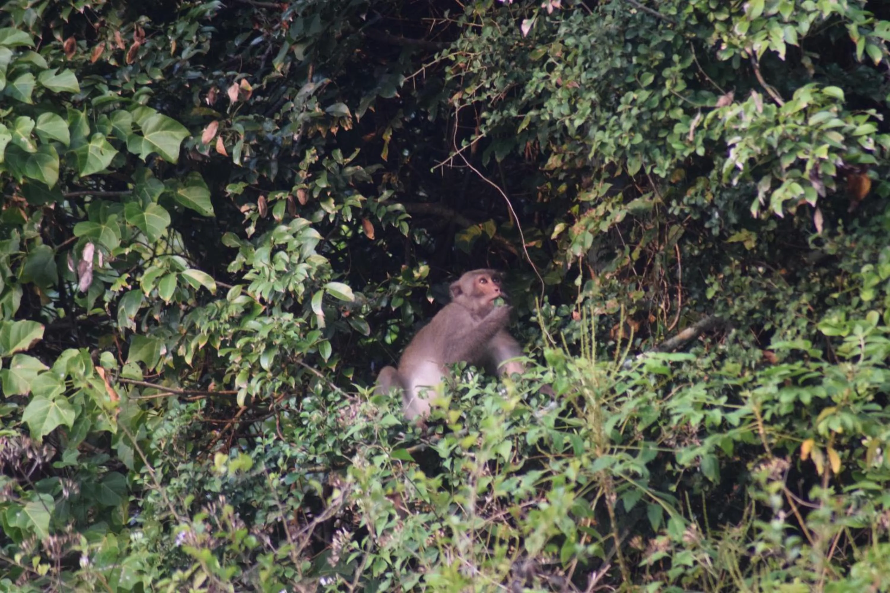 Animals in Cham Island Smiles Homestay