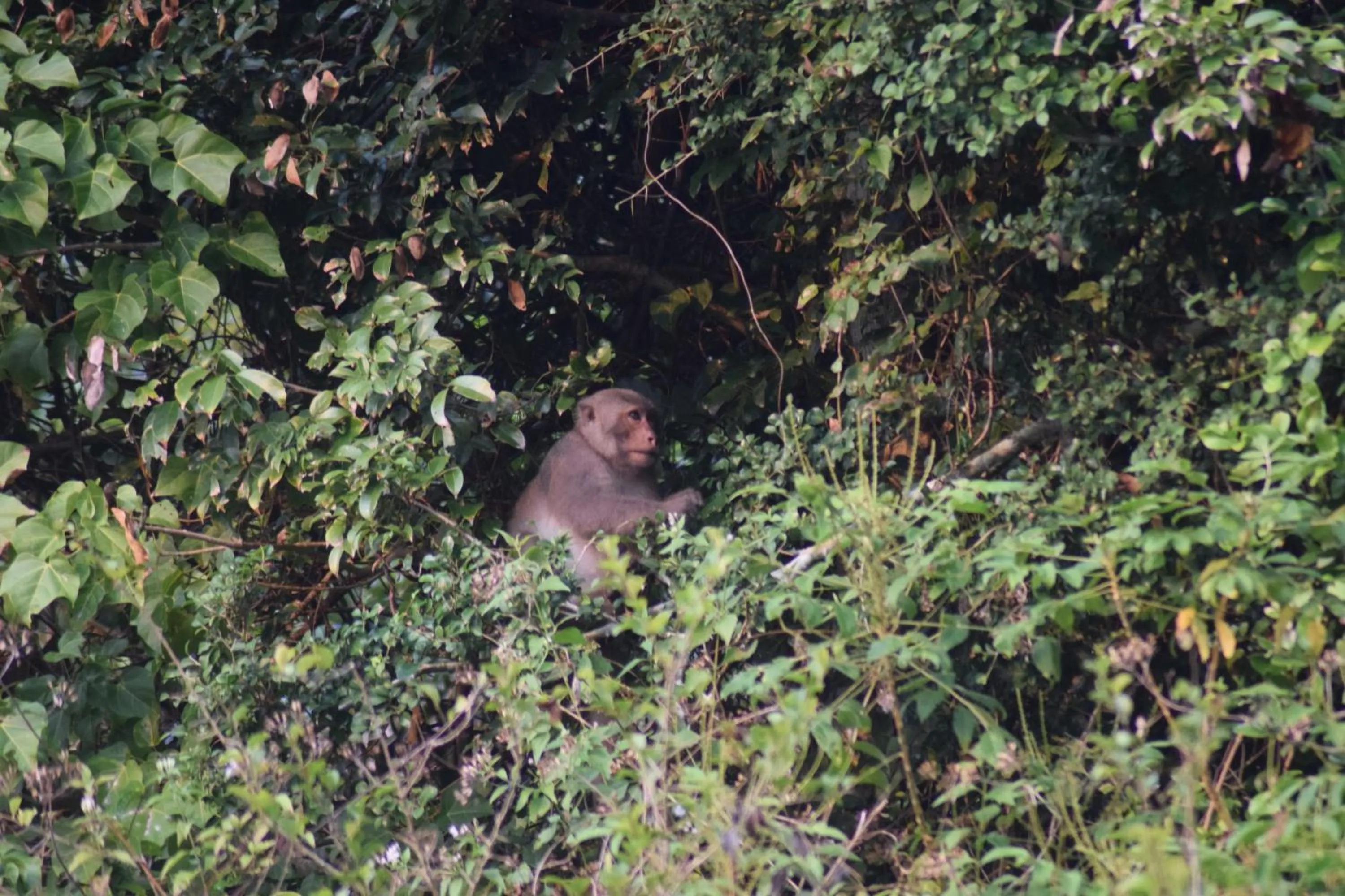Animals in Cham Island Smiles Homestay