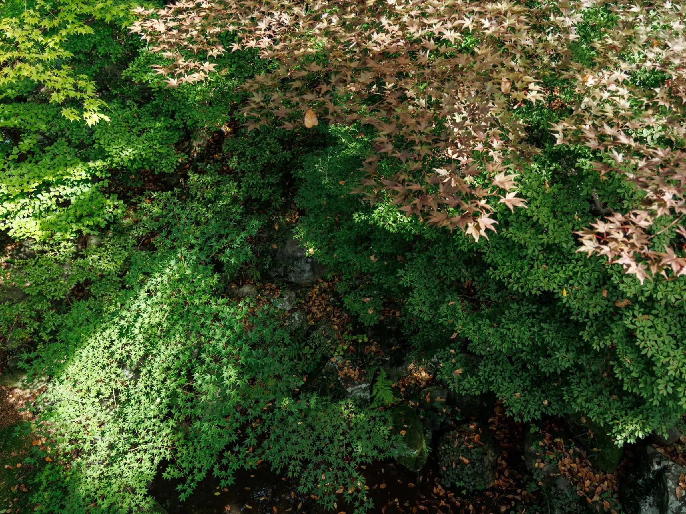 Garden in Suwa Grand Shrine Kameya Inn