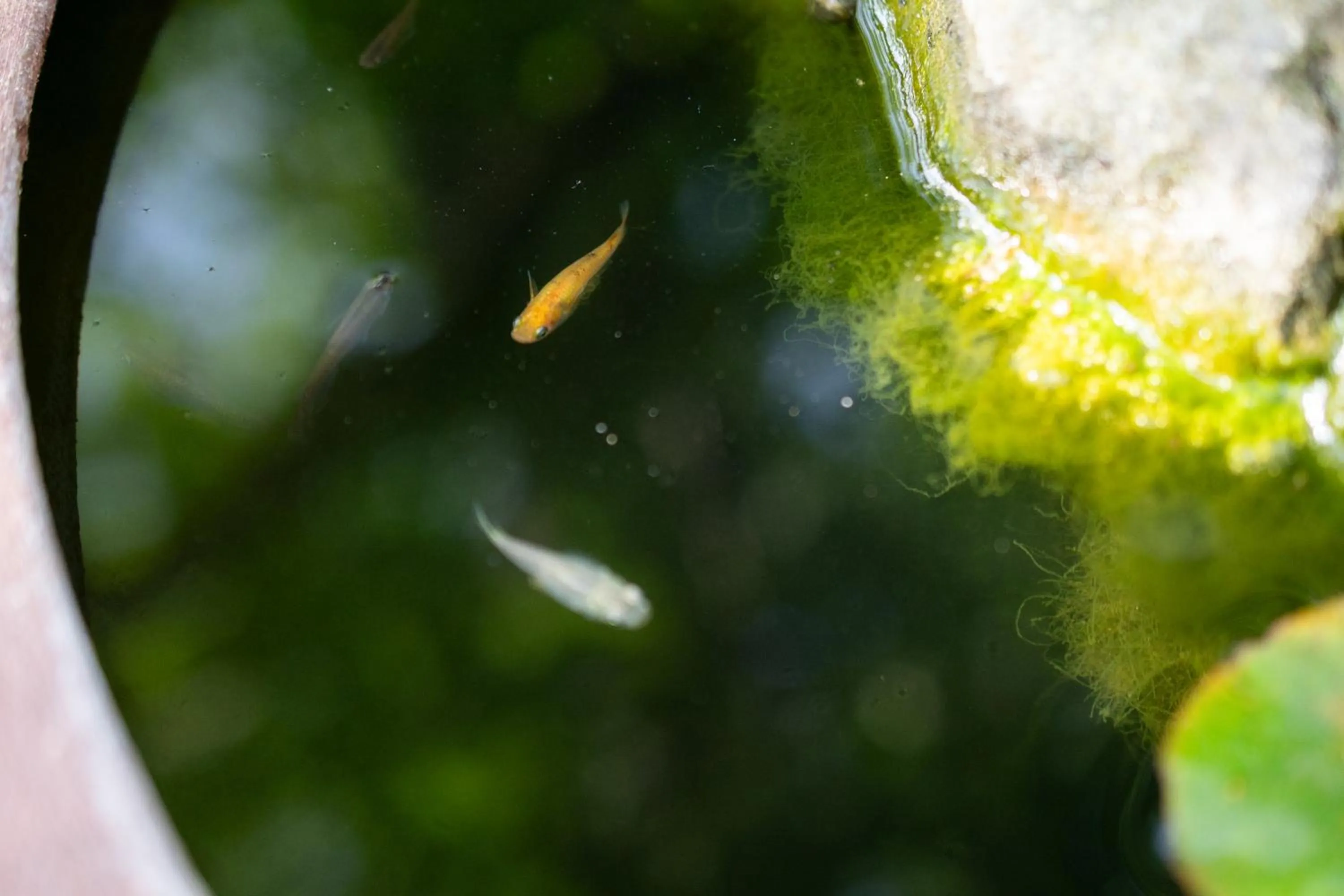 Day in Resort Hotel Moana Coast