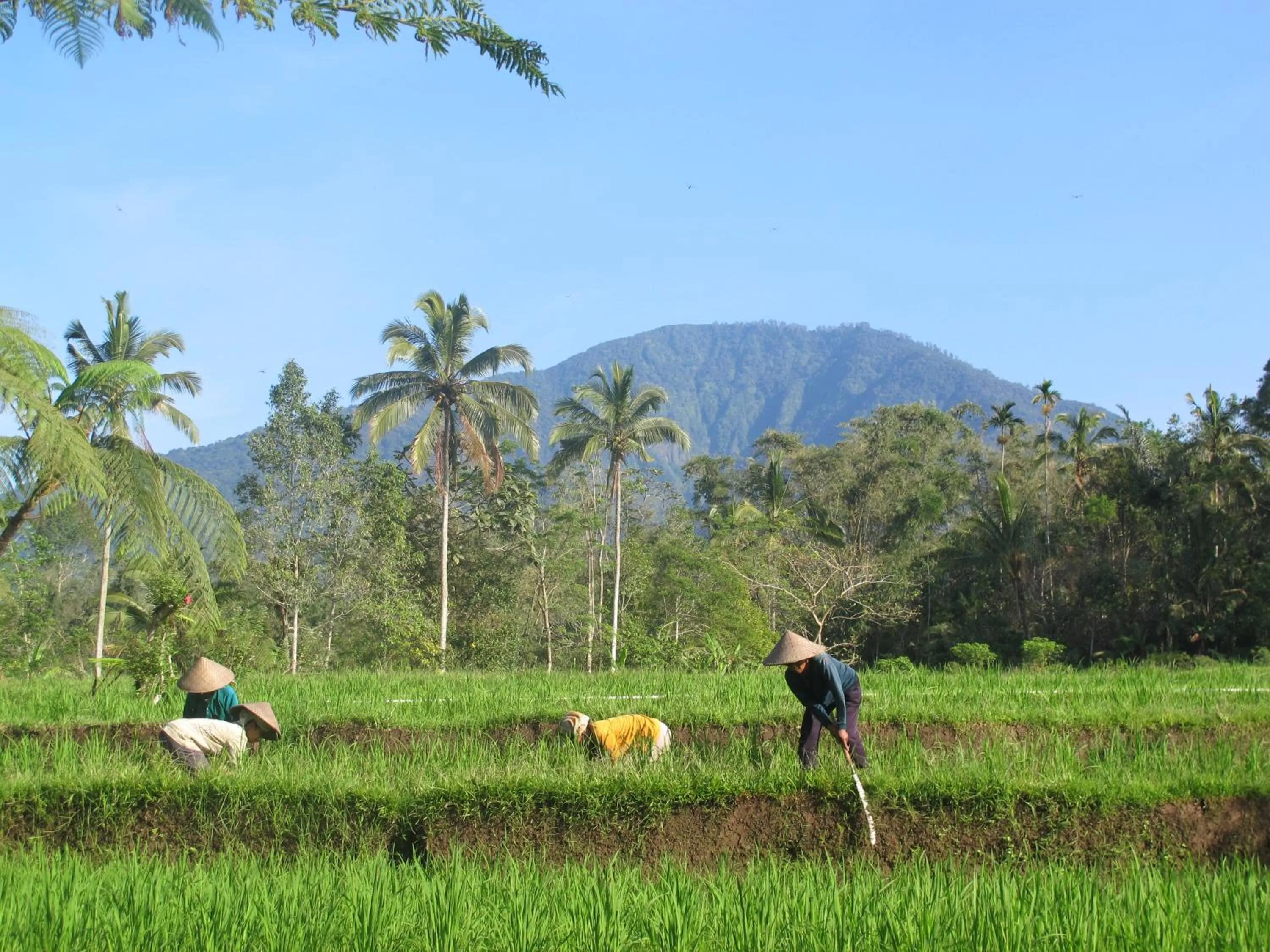 Garden in Prana Dewi Mountain Resort