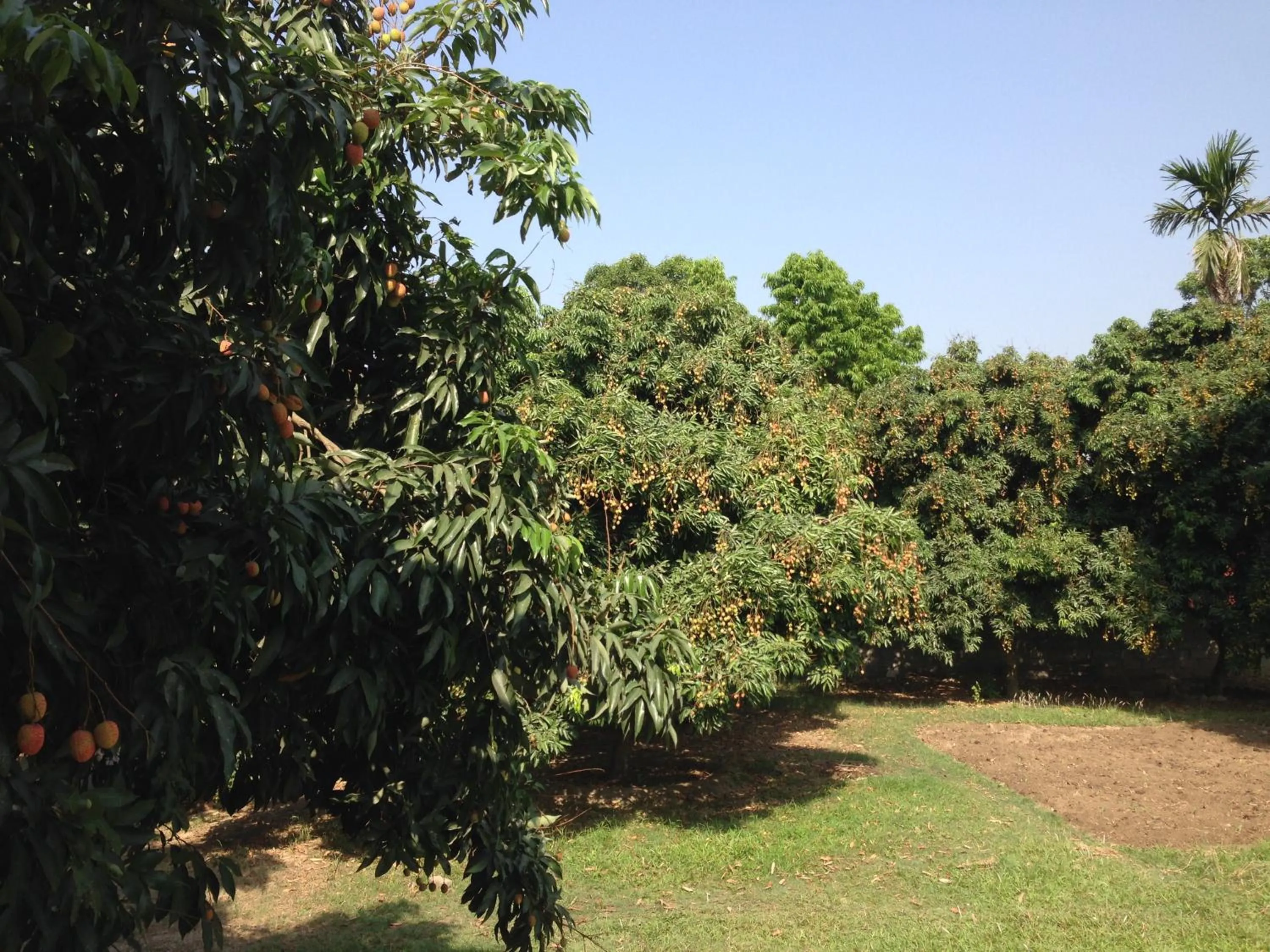 Spring in Chautari Garden Resort