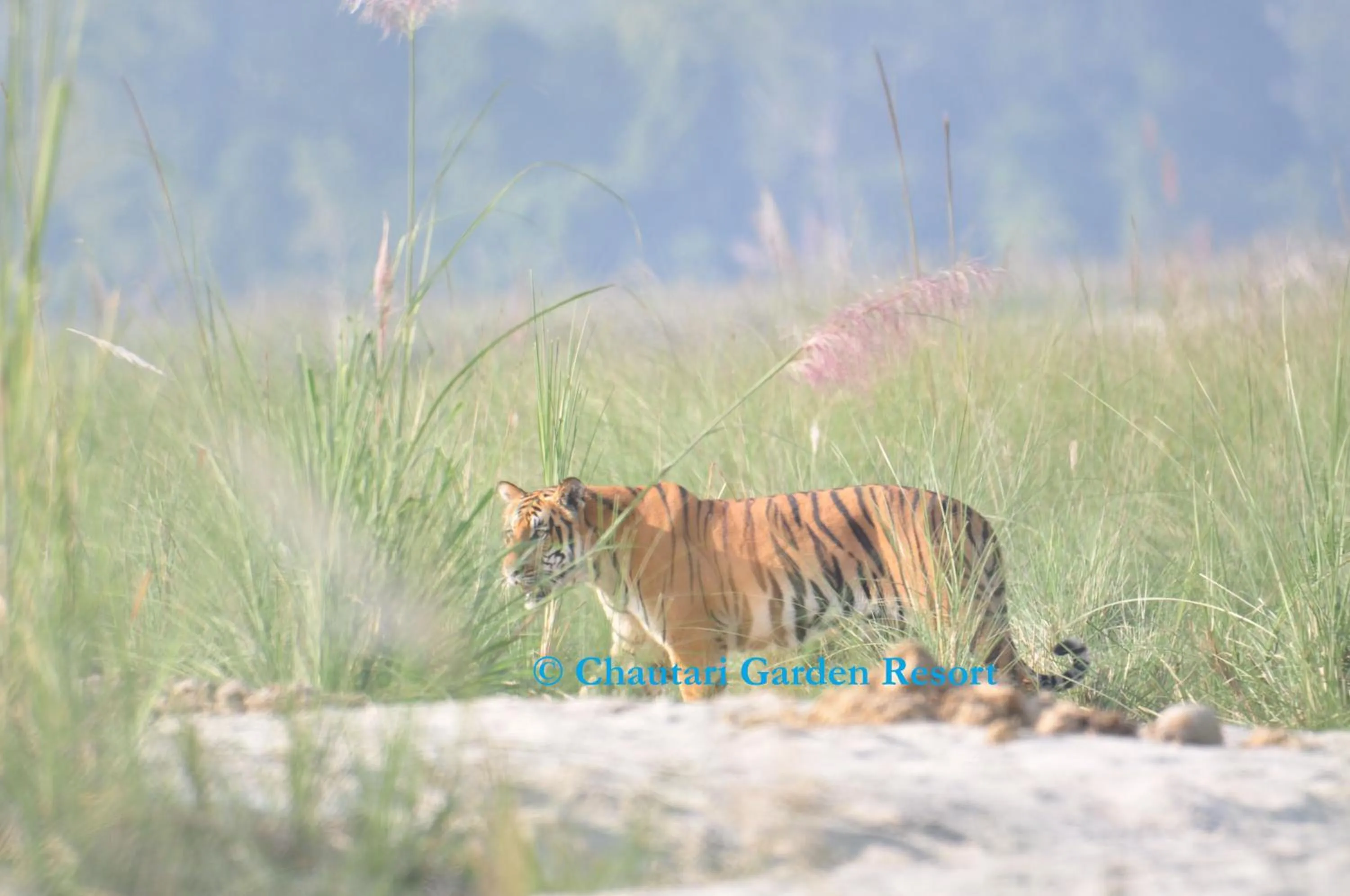 Entertainment in Chautari Garden Resort