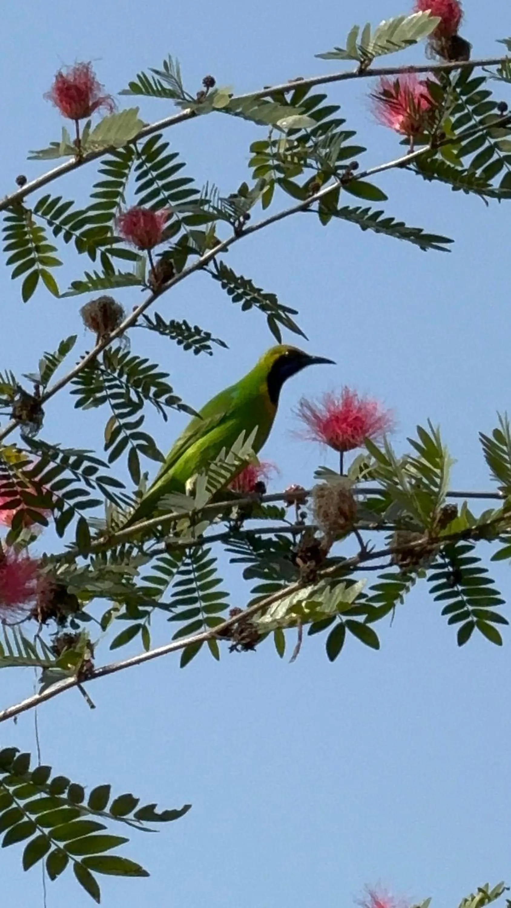 Garden view in Chautari Garden Resort
