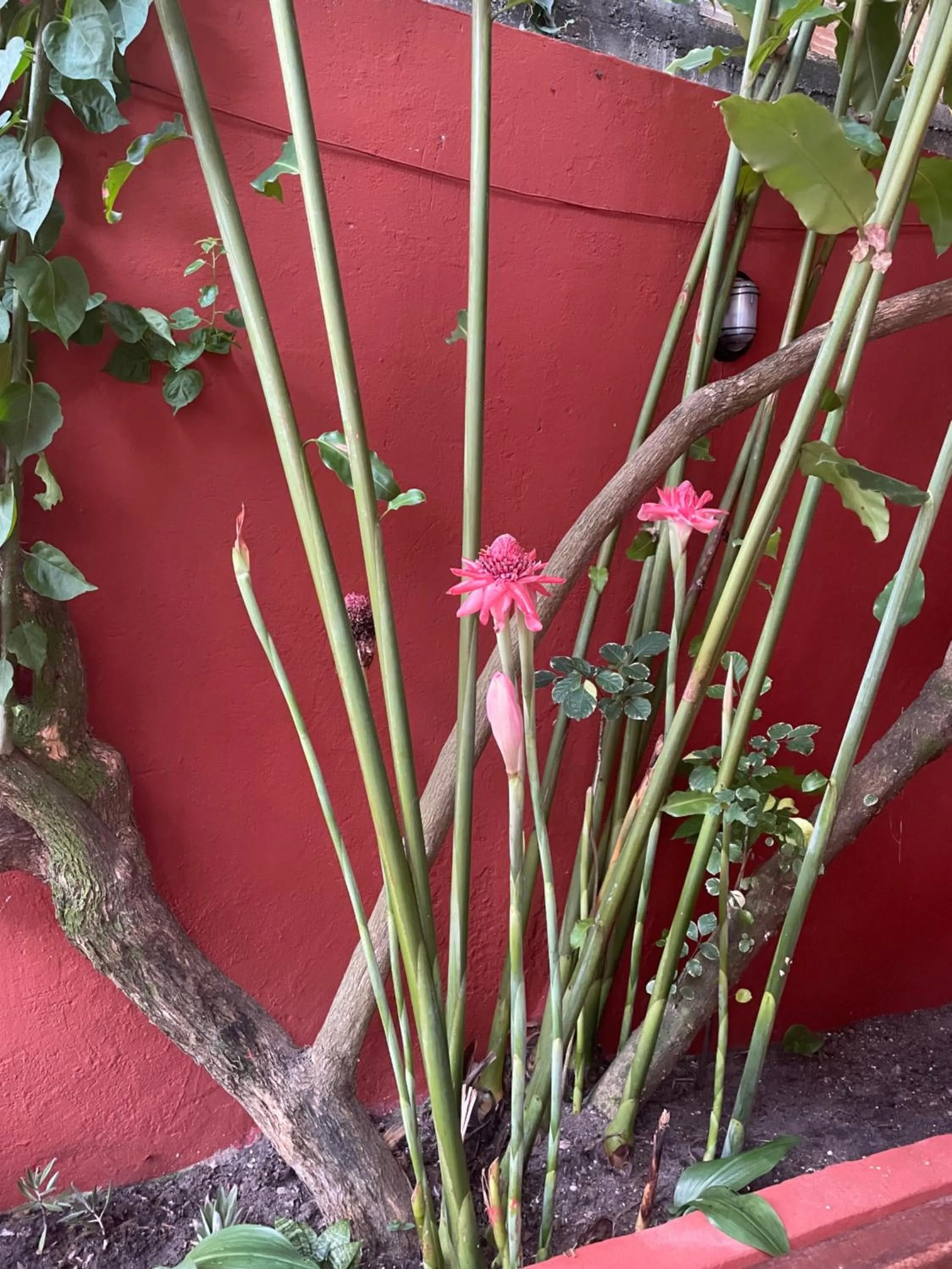 Garden in Pousada Vôo da Águia