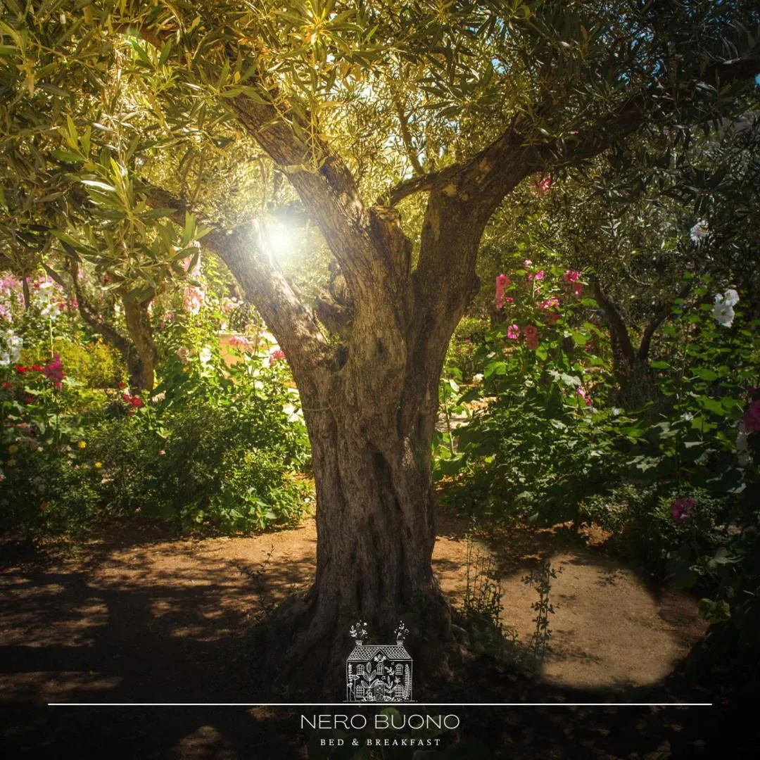 Garden in B&B Nero Buono