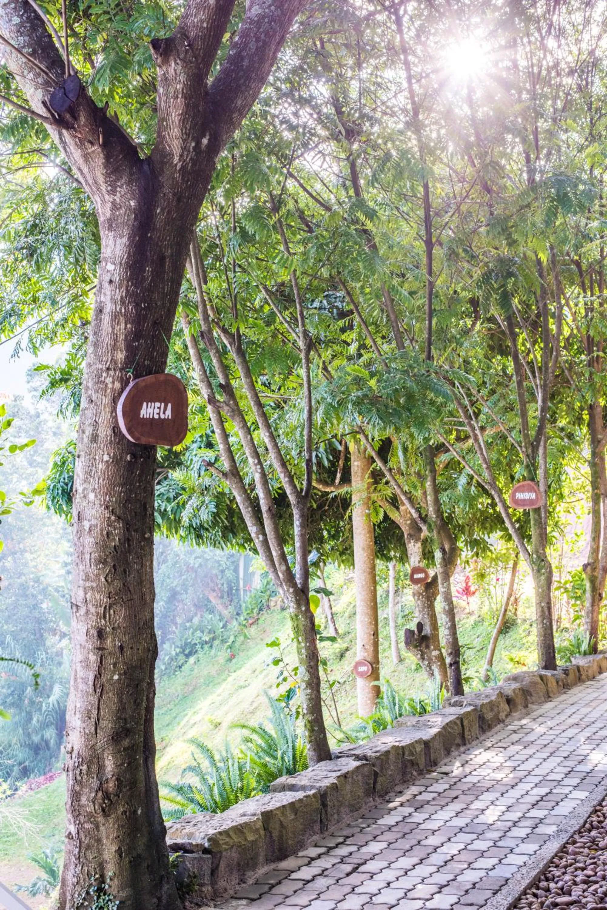 Garden in Villa Perpetua