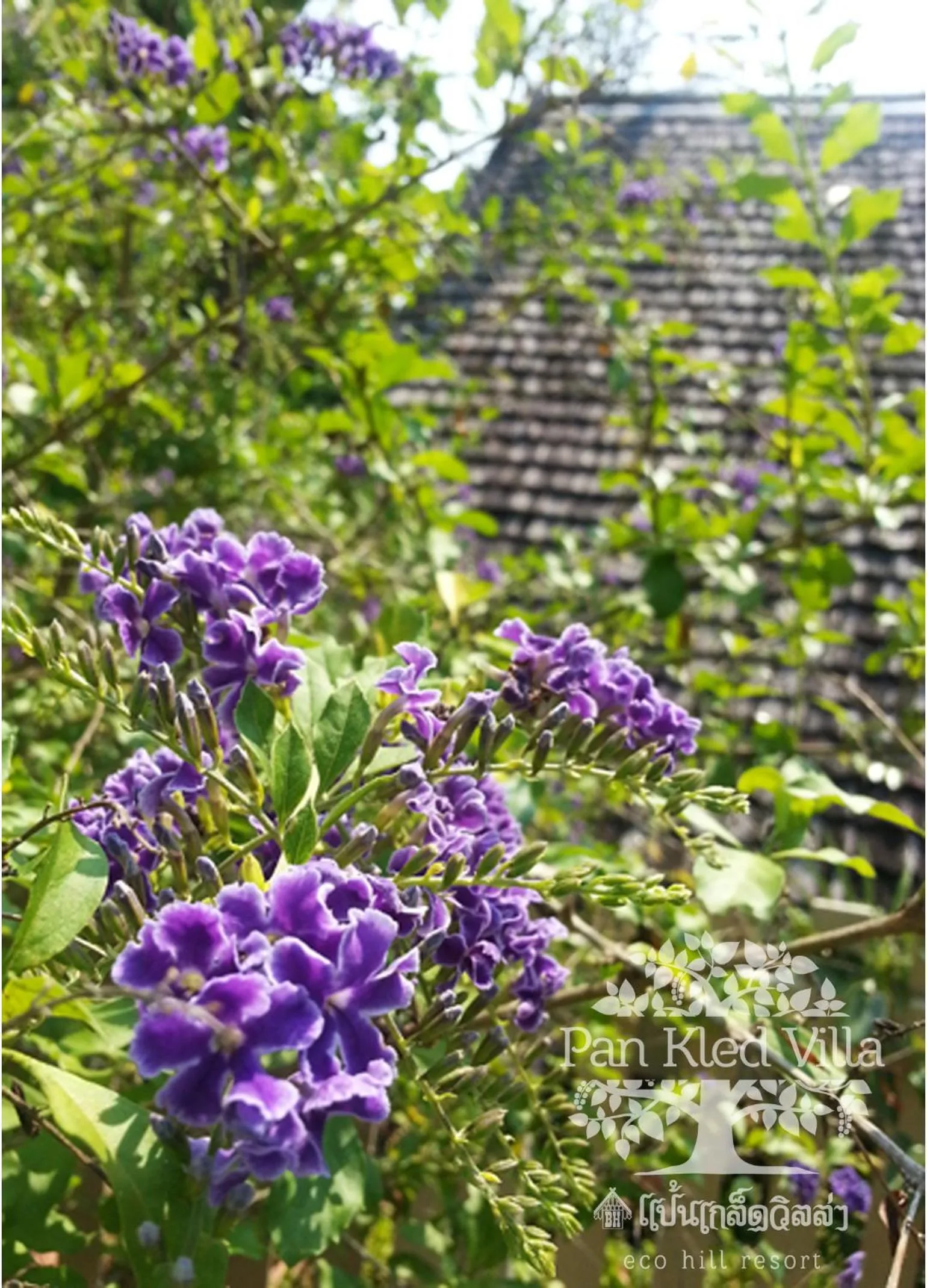 Natural landscape in PAN KLED VILLA eco hill resort