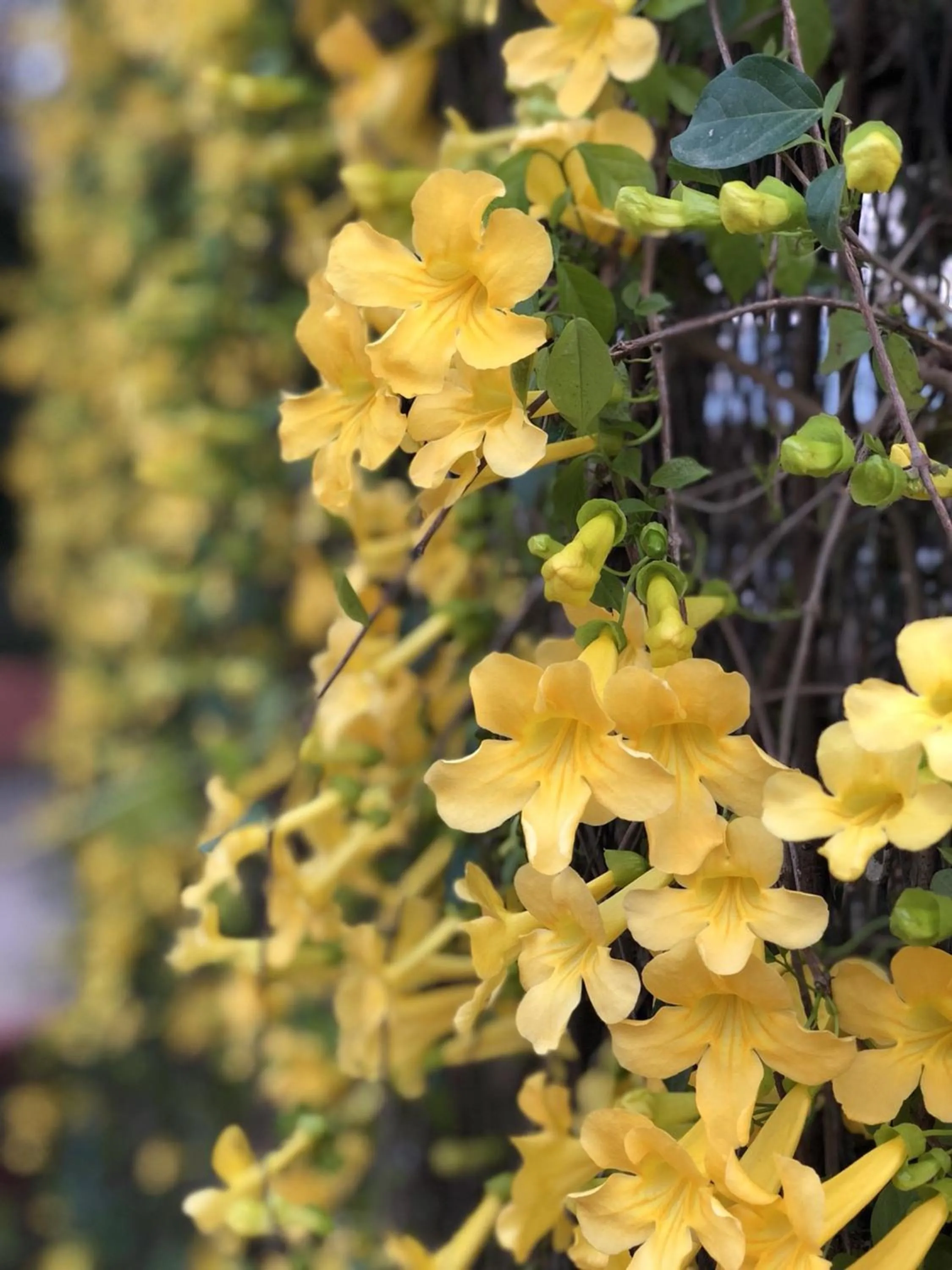 Garden view in PAN KLED VILLA eco hill resort